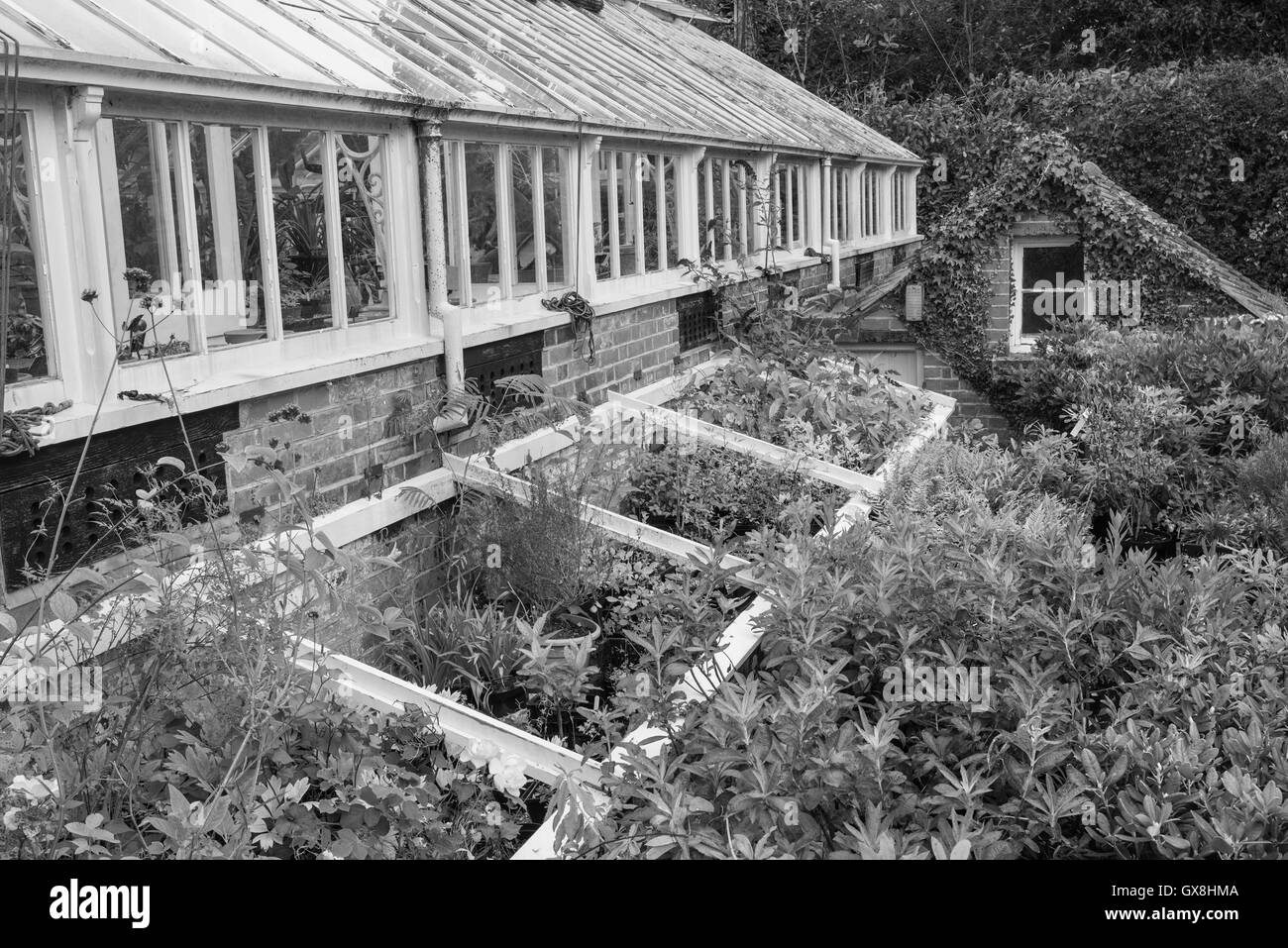Beautiful old Victorian era greenhouse left ro ruin in old English garden in black and white Stock Photo