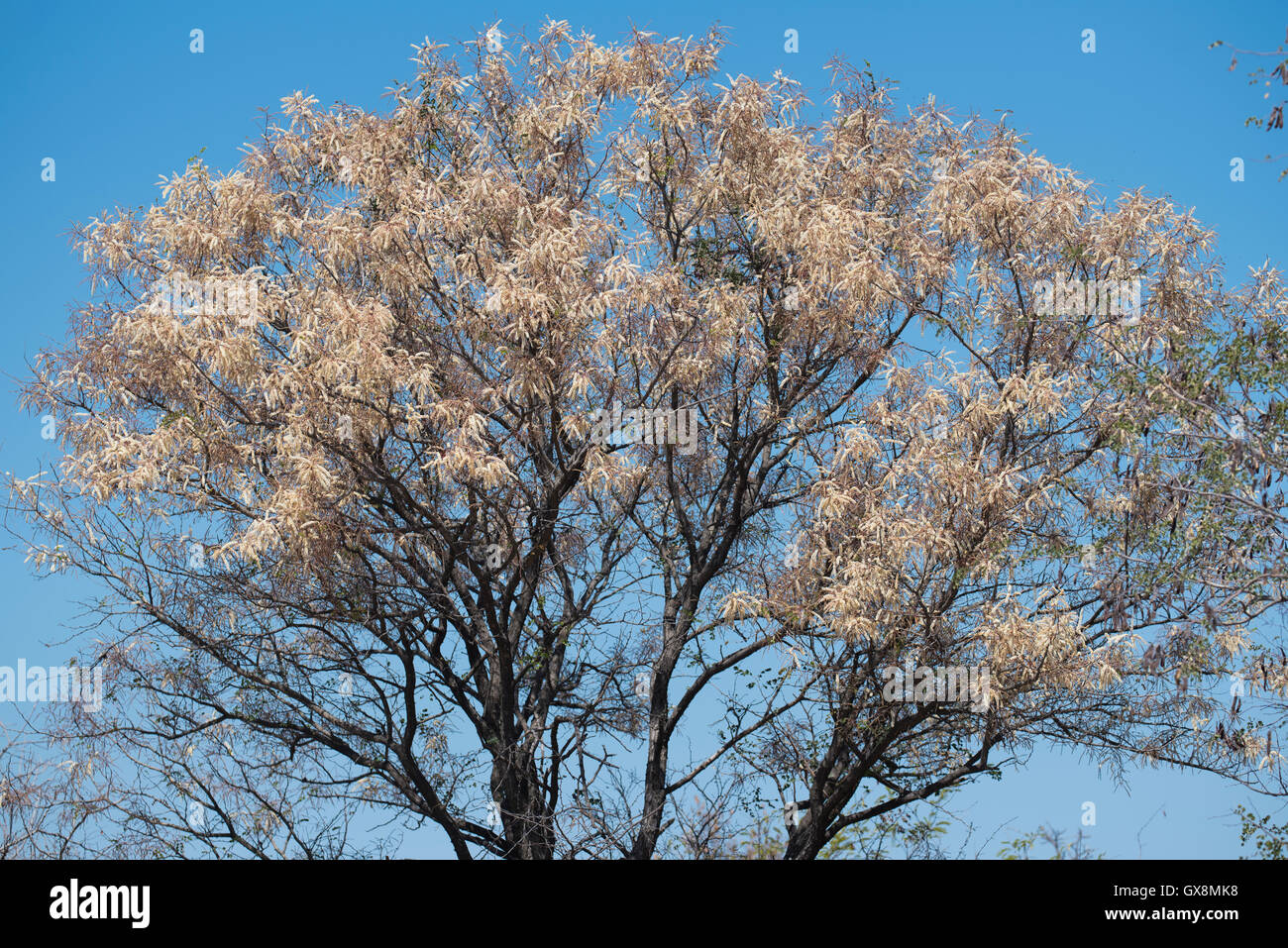 Knobthorn tree flowering prolifically in Limpopo Province Stock Photo