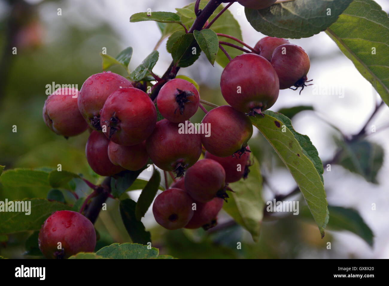 Malus evereste red crab apples hires stock photography and images Alamy