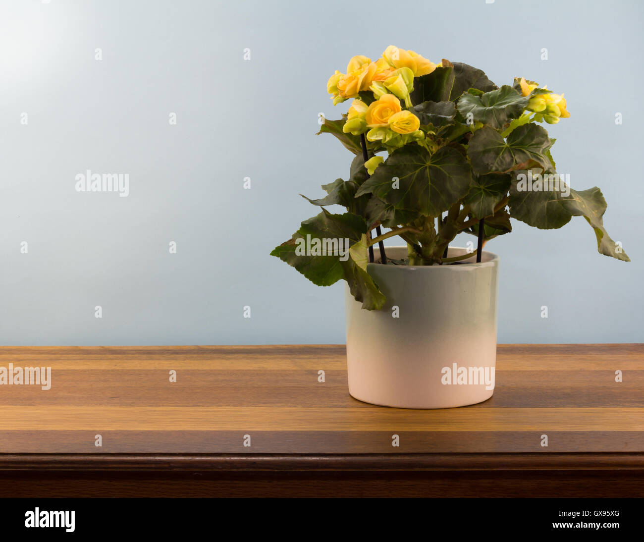 Background pot plant begonia with yellow flowers on wood table Stock Photo