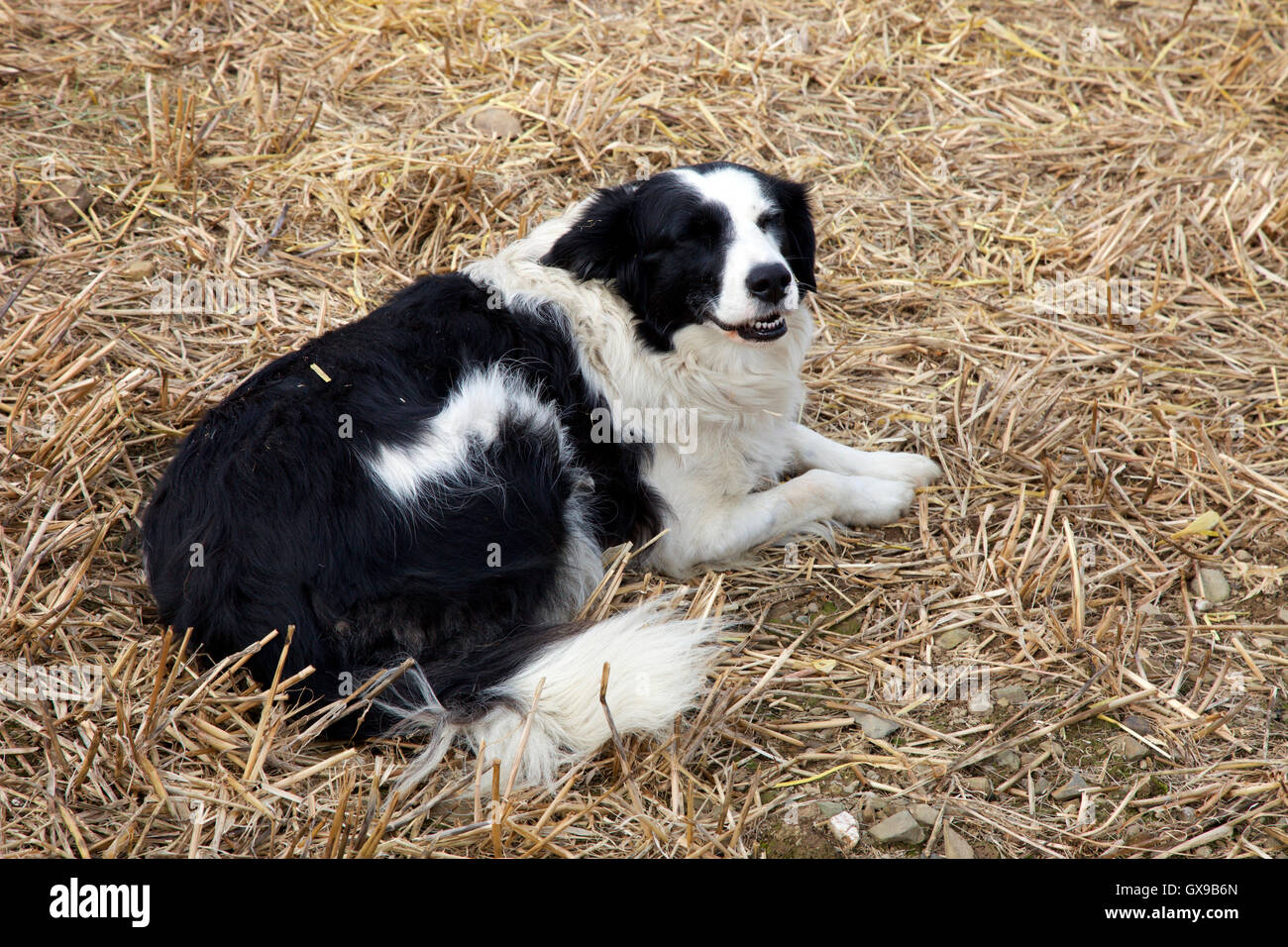 Collie sheepdog at harvest time Stock Photo
