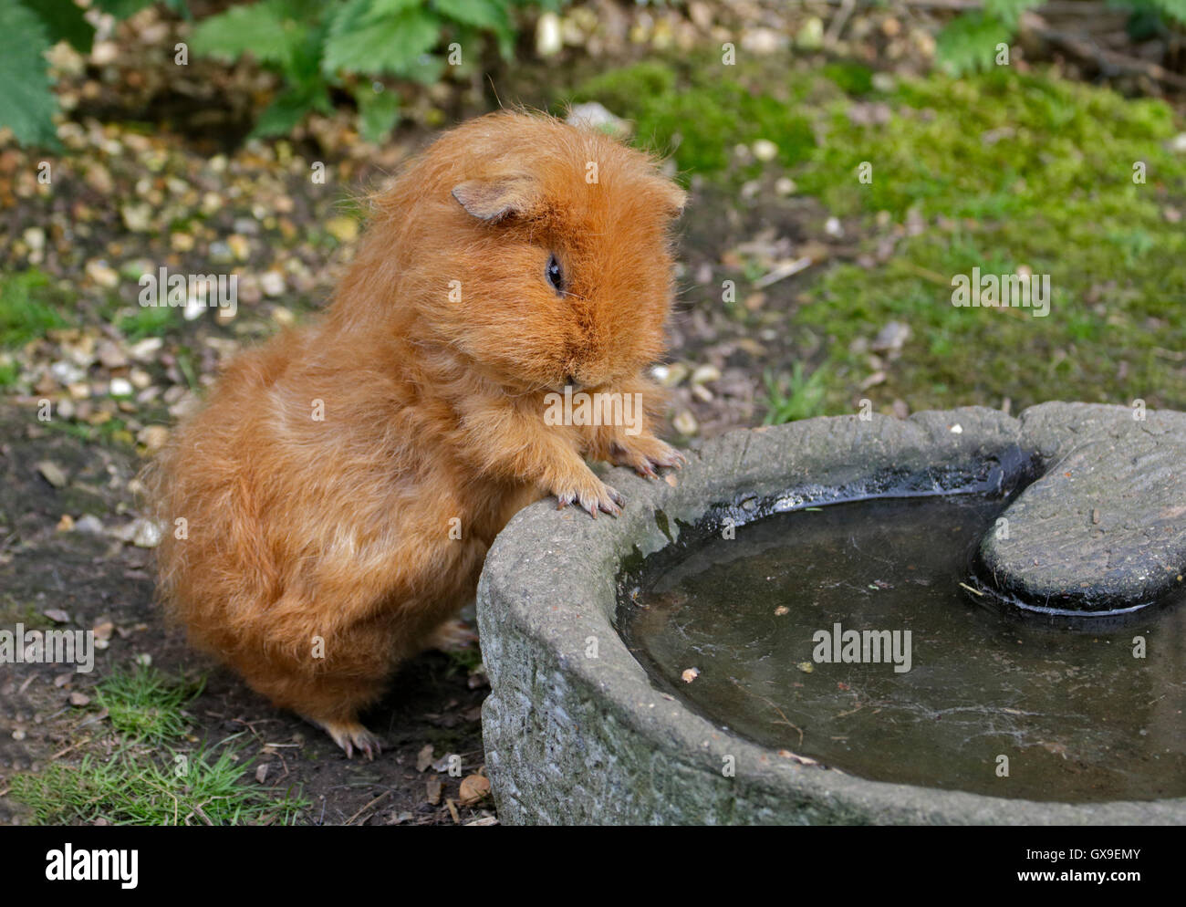 Golden Guinea Pig (cavia porcellus) at Drinking Bowl Stock Photo