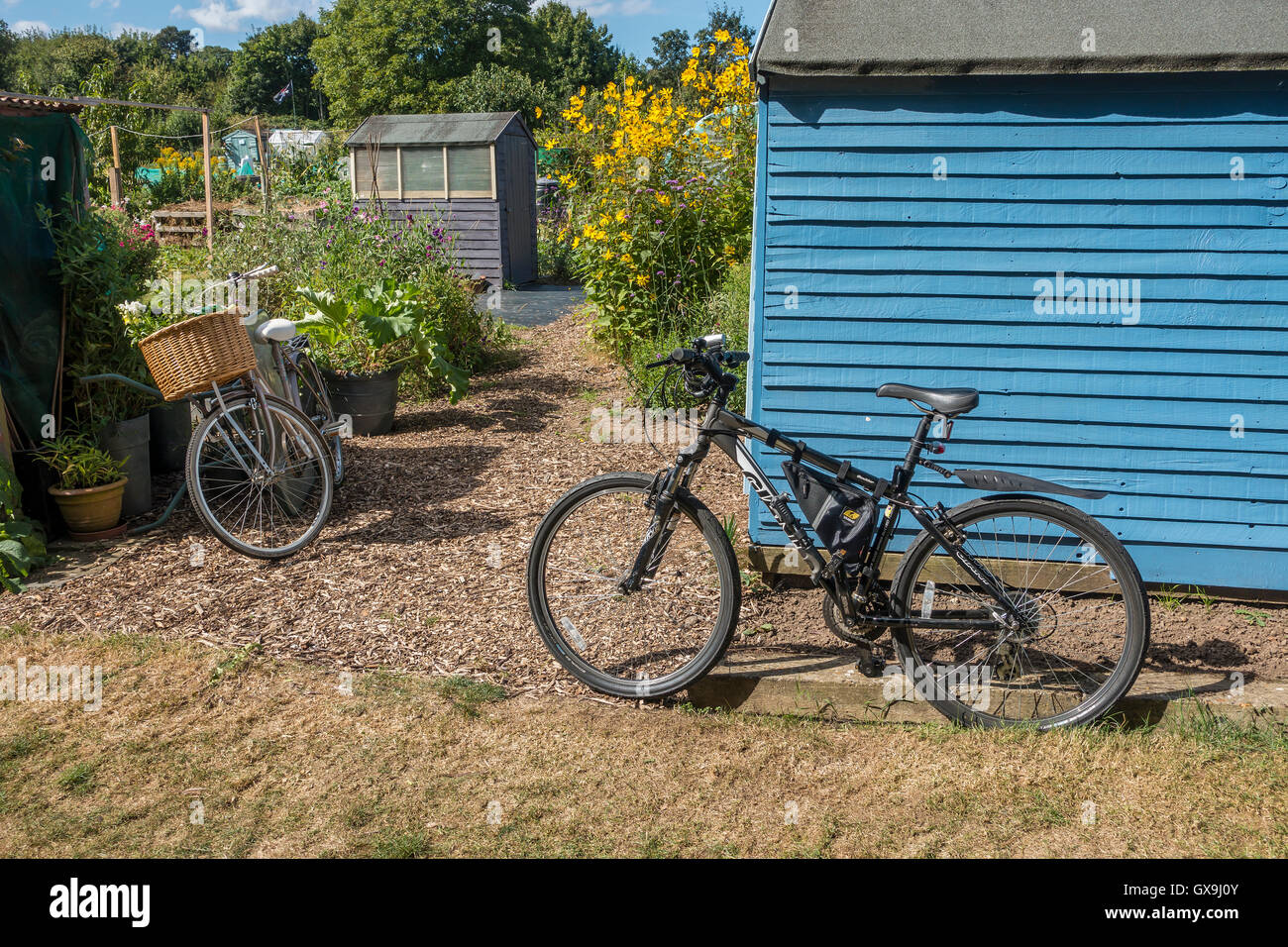 Allotment Cycling Keeping Fit in Retirement Stock Photo