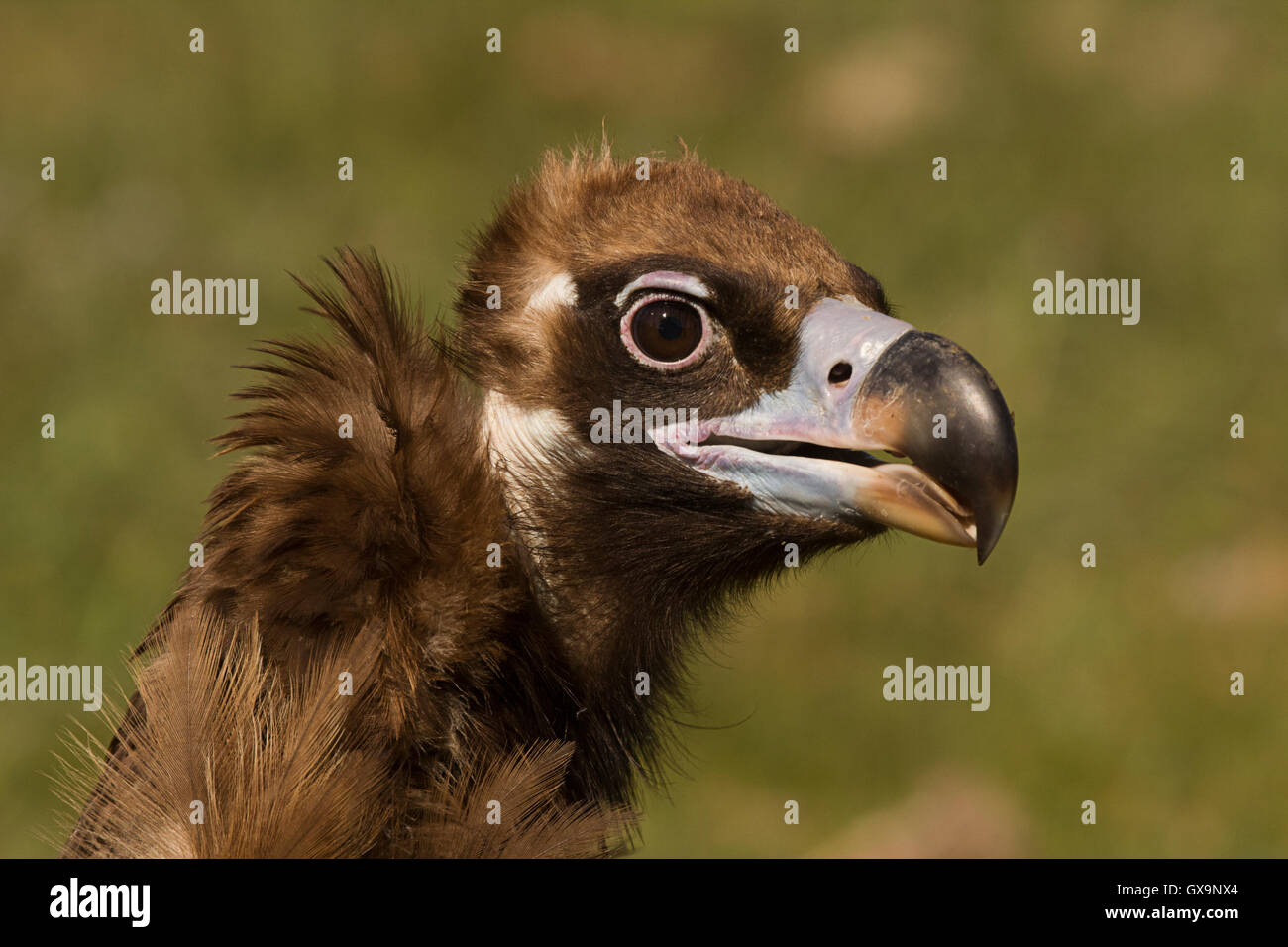Portrait of a Cinereous Vulture (Aegypius monachus), the largest vulture species in Europe. Stock Photo