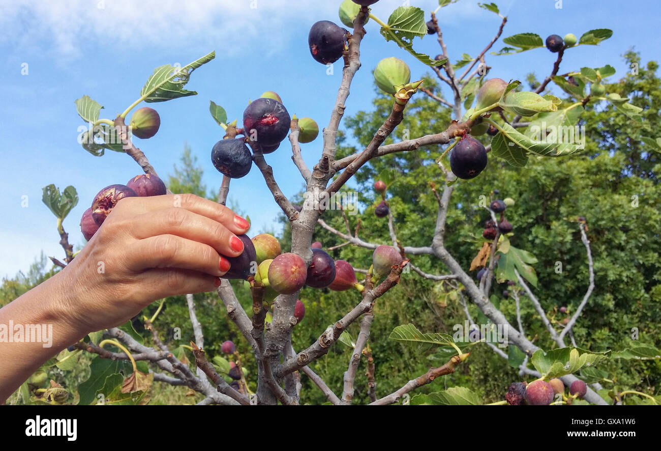 Hand picking of ripe figs Stock Photo - Alamy
