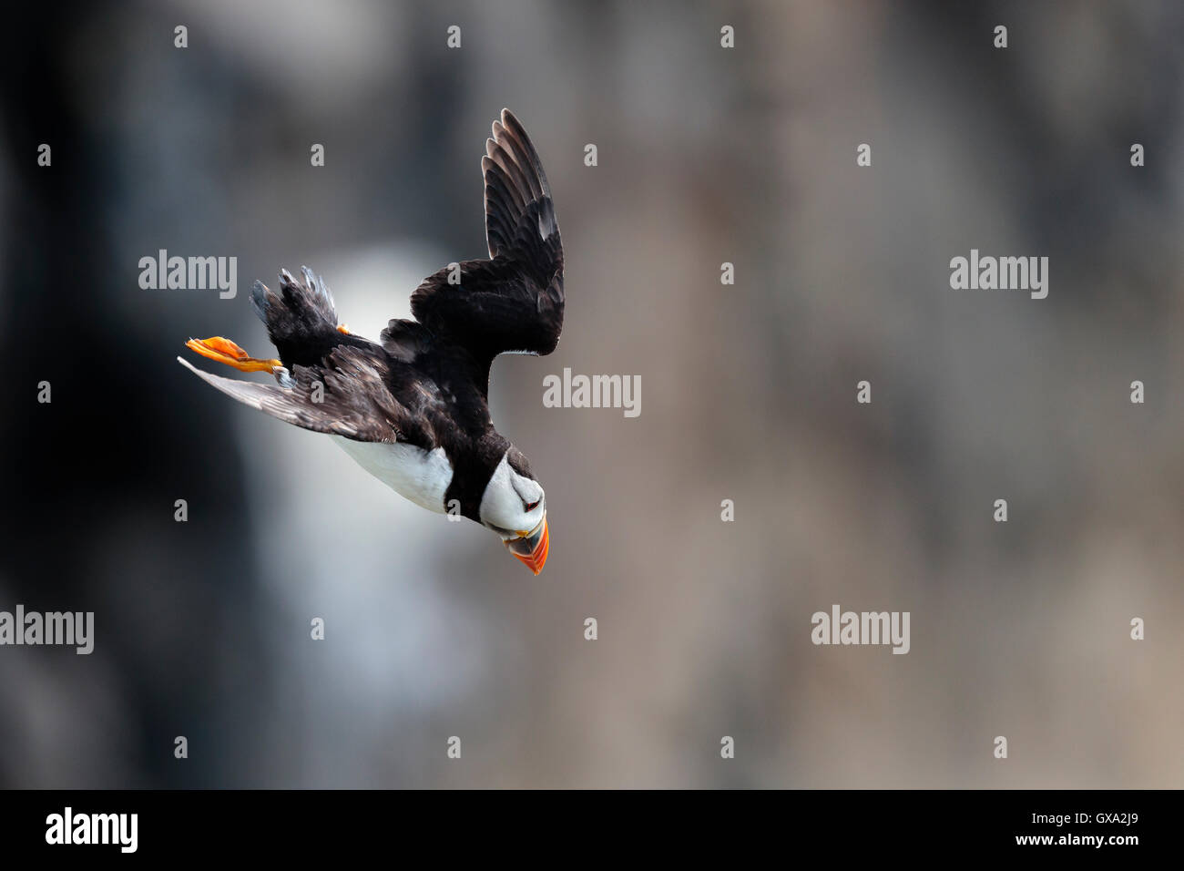 Puffin (Fratercula arctica) in flight; Isle of May Scotland UK Stock Photo