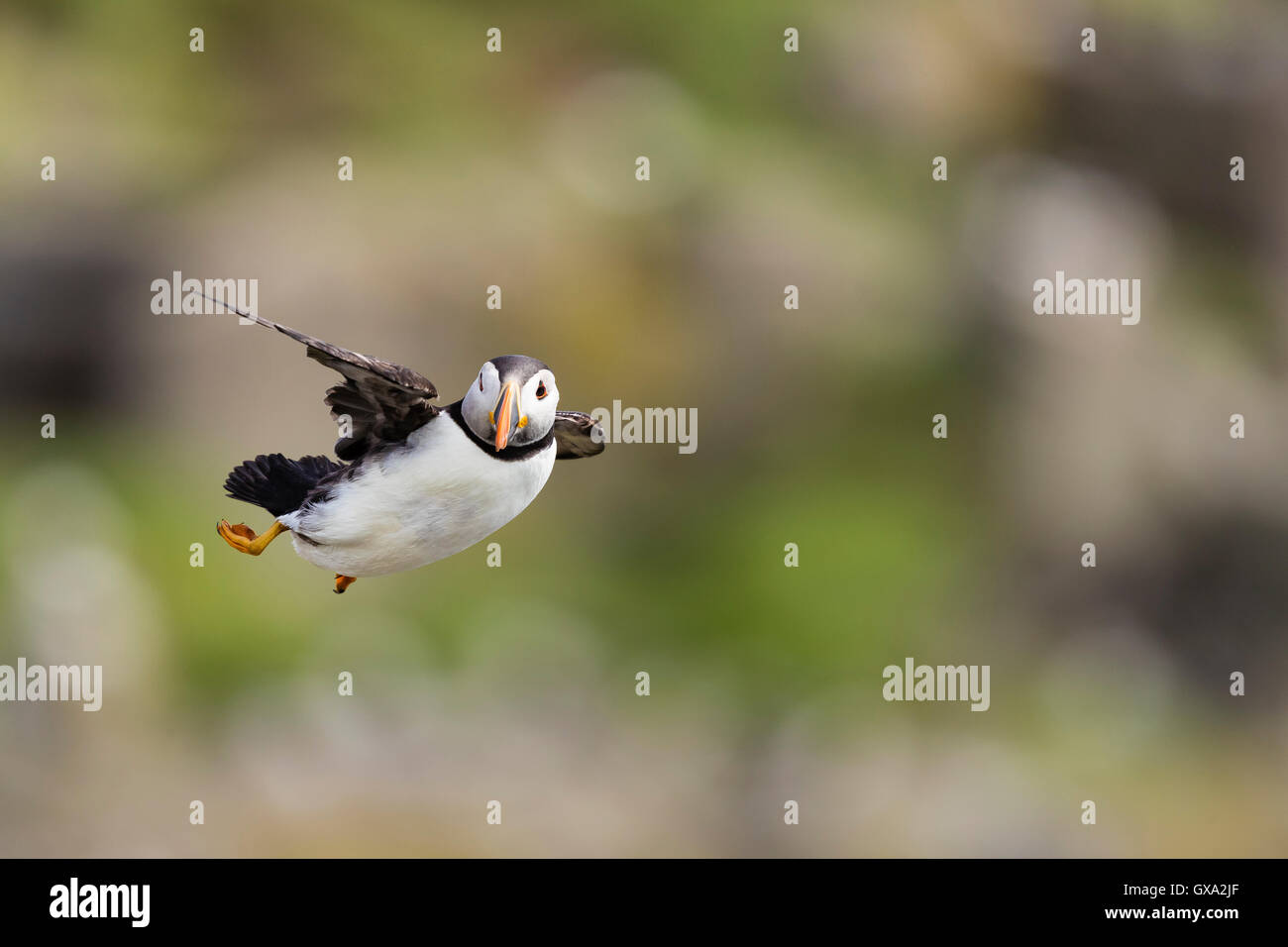 Puffin (Fratercula arctica) in flight; Isle of May Scotland UK Stock Photo