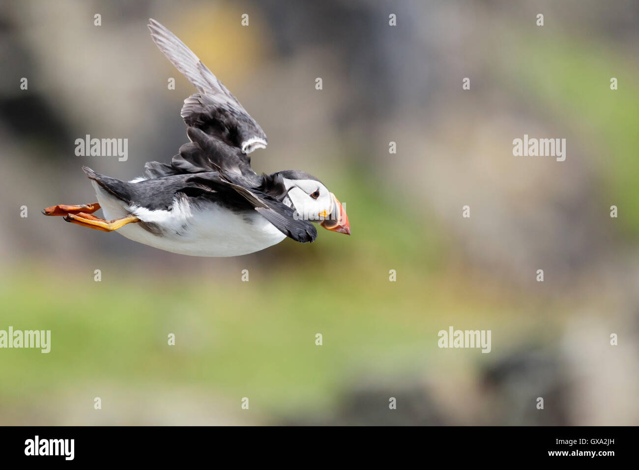 Puffin (Fratercula arctica) in flight; Isle of May Scotland UK Stock Photo