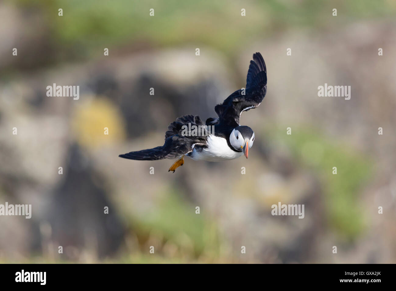 Puffin (Fratercula arctica) in flight; Isle of May Scotland UK Stock Photo