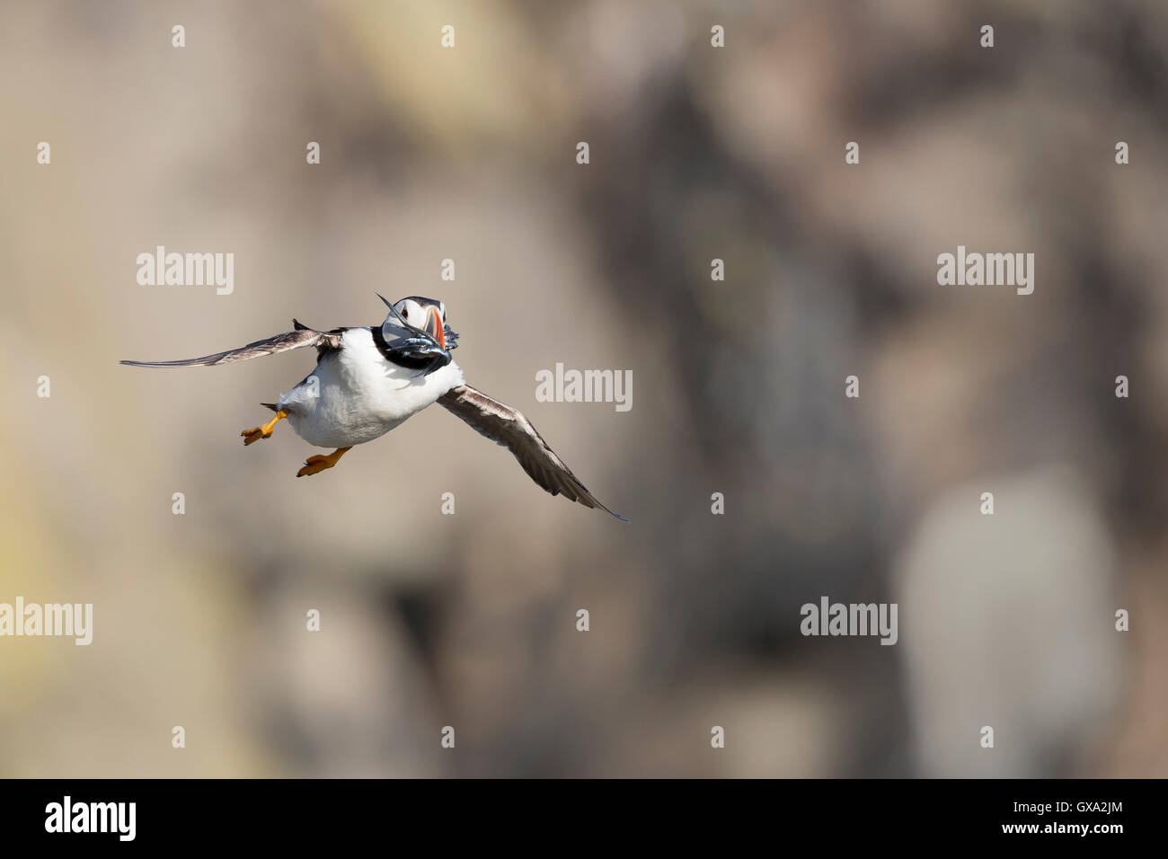 Puffin (Fratercula arctica) in flight with sandeels; Isle of May Scotland UK Stock Photo