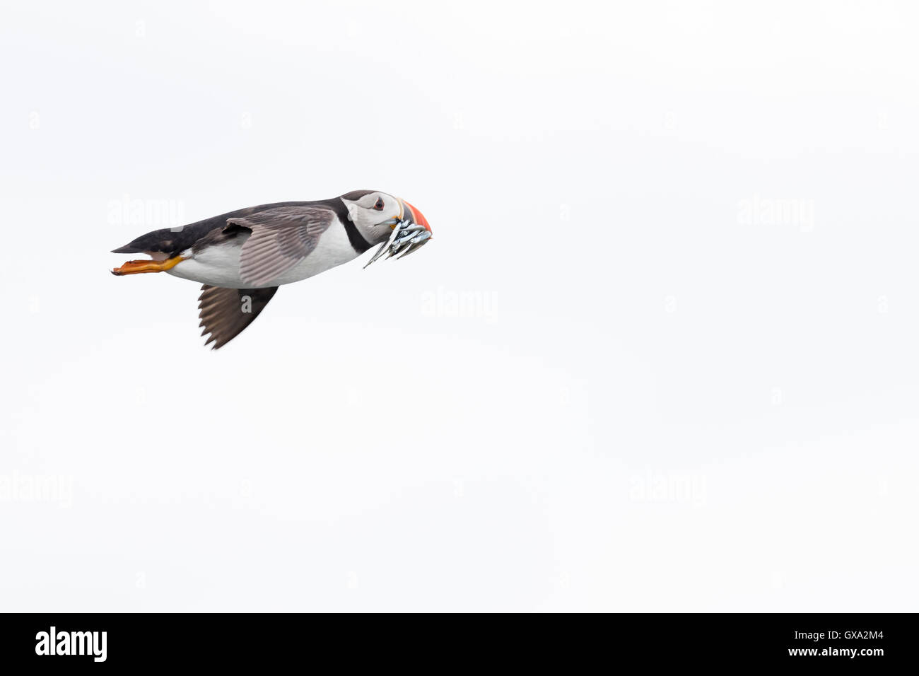 Puffin (Fratercula arctica) in flight with sandeels; Isle of May Scotland UK Stock Photo