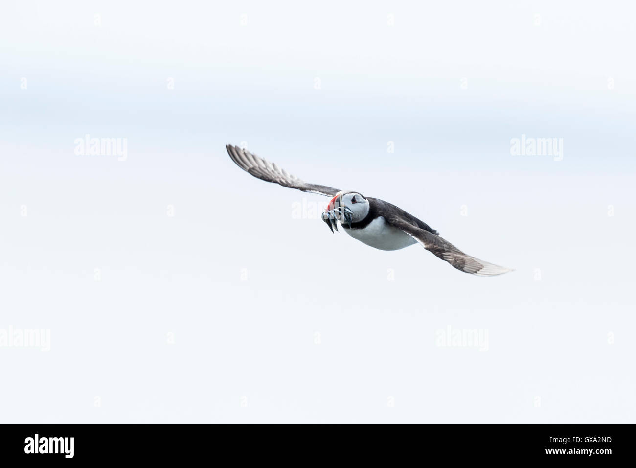 Puffin (Fratercula arctica) in flight with sandeels; Isle of May Scotland UK Stock Photo