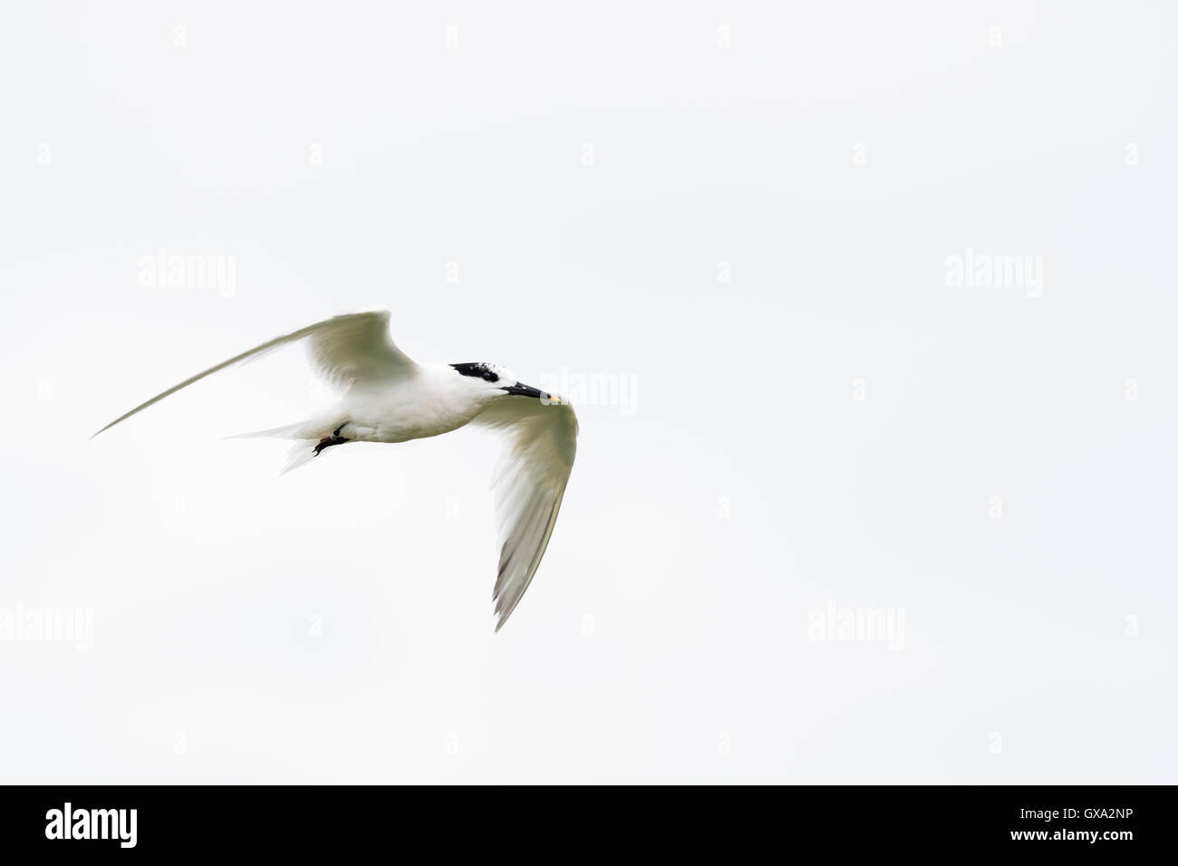 Sandwich tern (Sterna sandvicensis) in flight; Isle of May Scotland UK Stock Photo