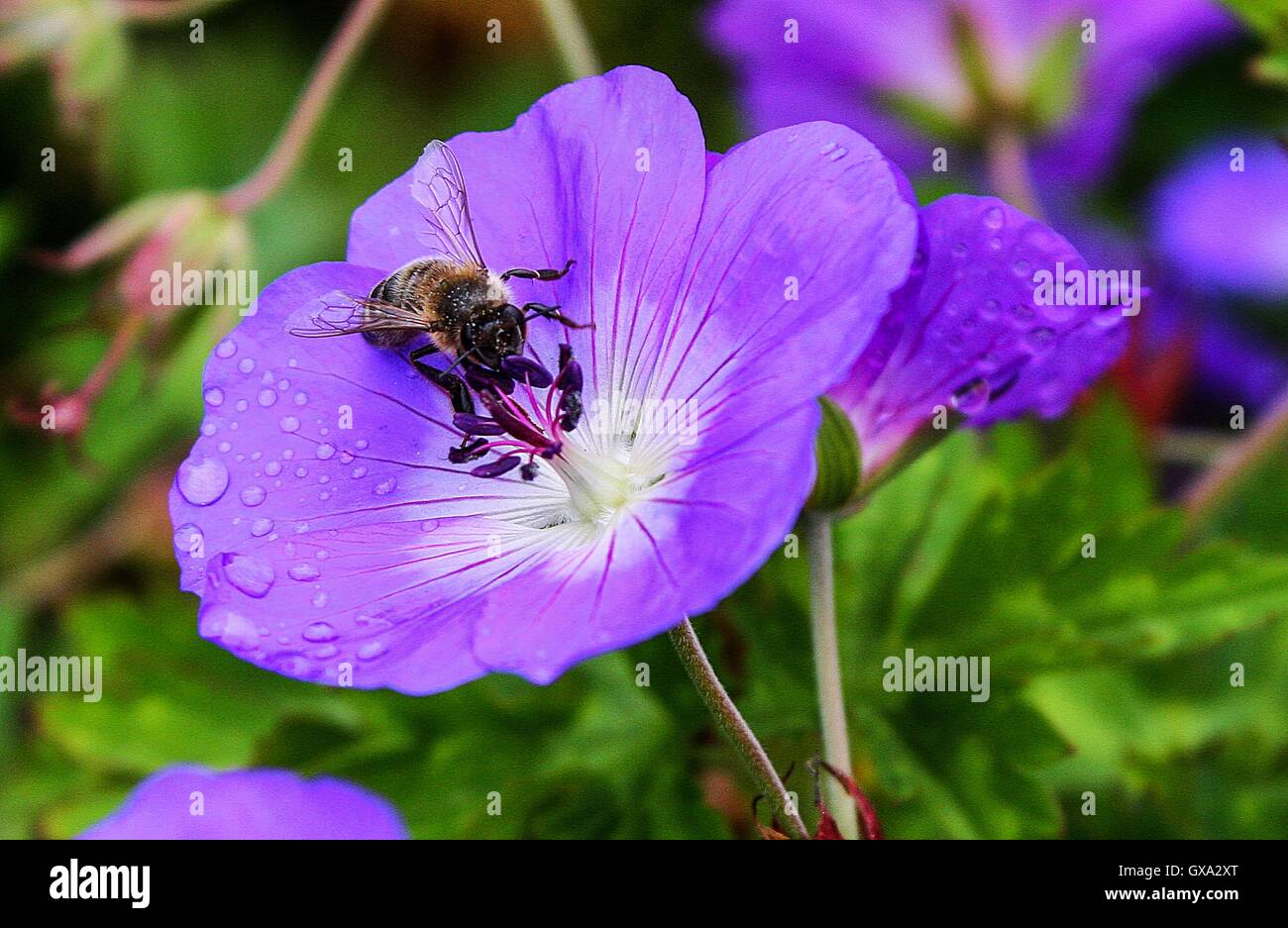 A Busy Bee Stock Photo Alamy