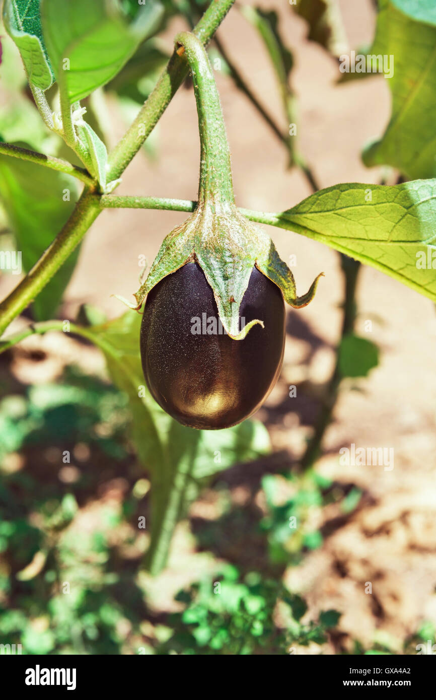 one beautiful eggplant growing in a garden Stock Photo Alamy