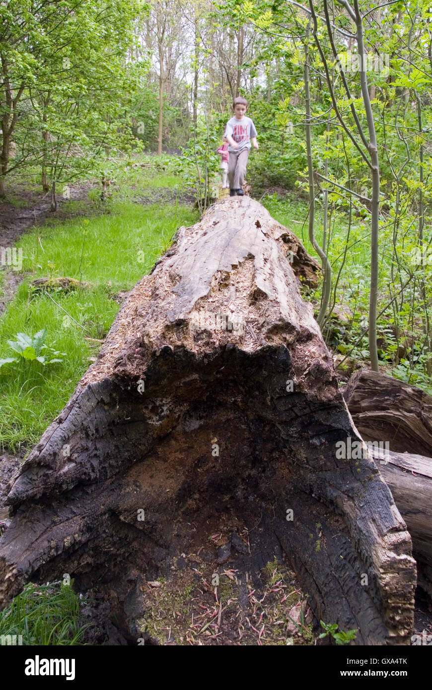 Children balancing on a fallen tree hi-res stock photography and images ...