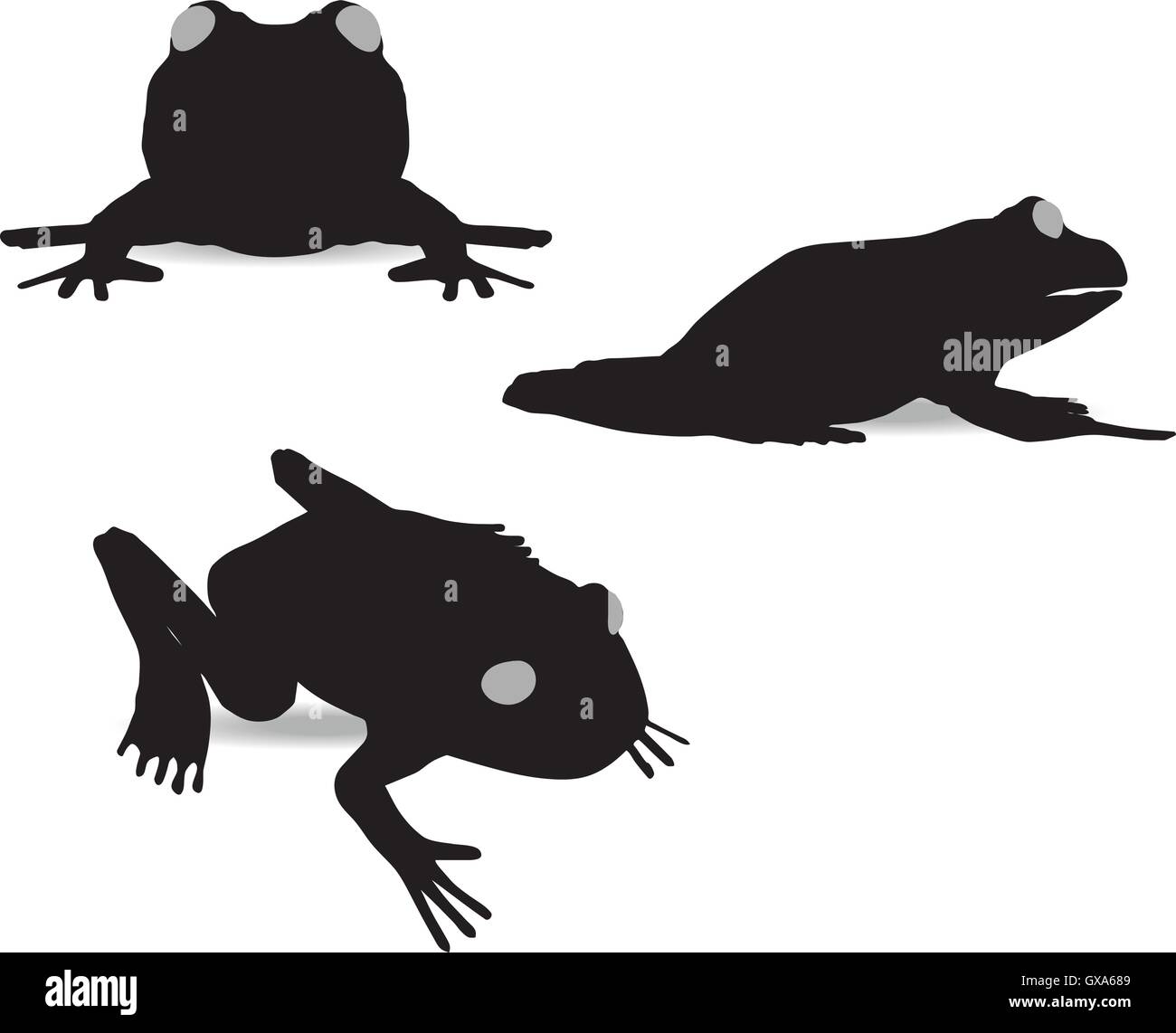 EPS 10 vector illustration of frog on white background Stock Vector ...