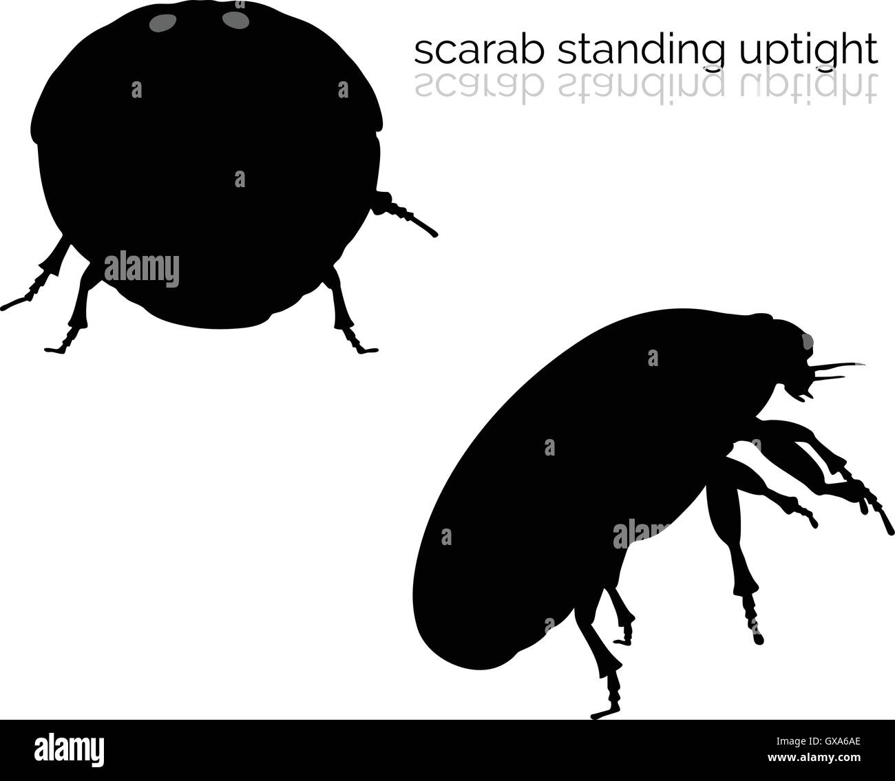 EPS 10 vector illustration of scarab on white background Stock Vector