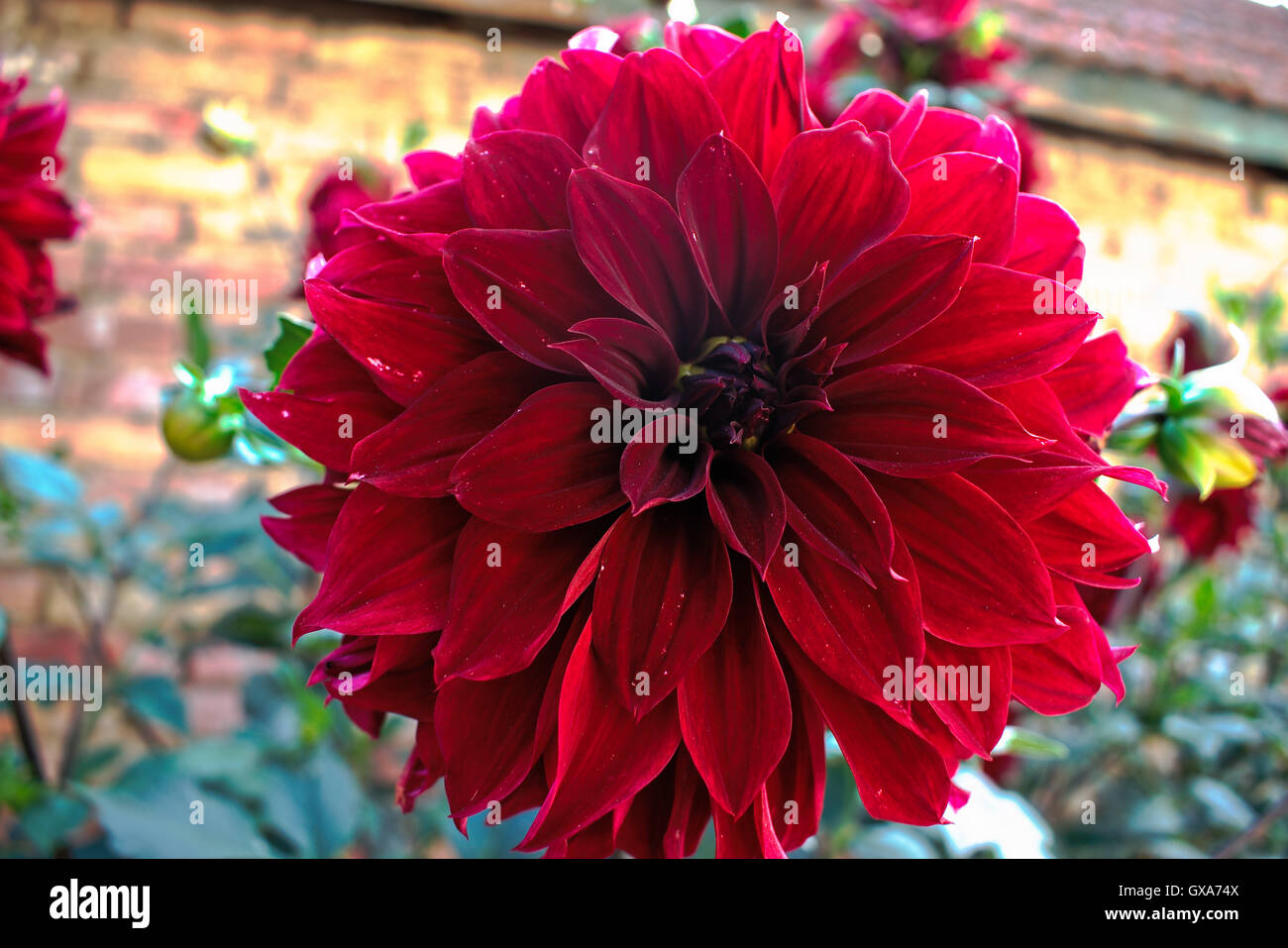 Big Red Flower High Resolution Stock Photography and Images Alamy
