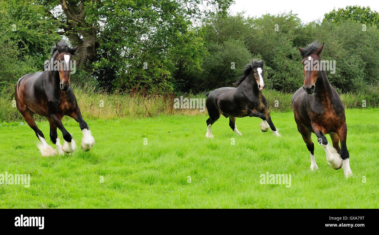 Shire horses running around a field. Stock Photo