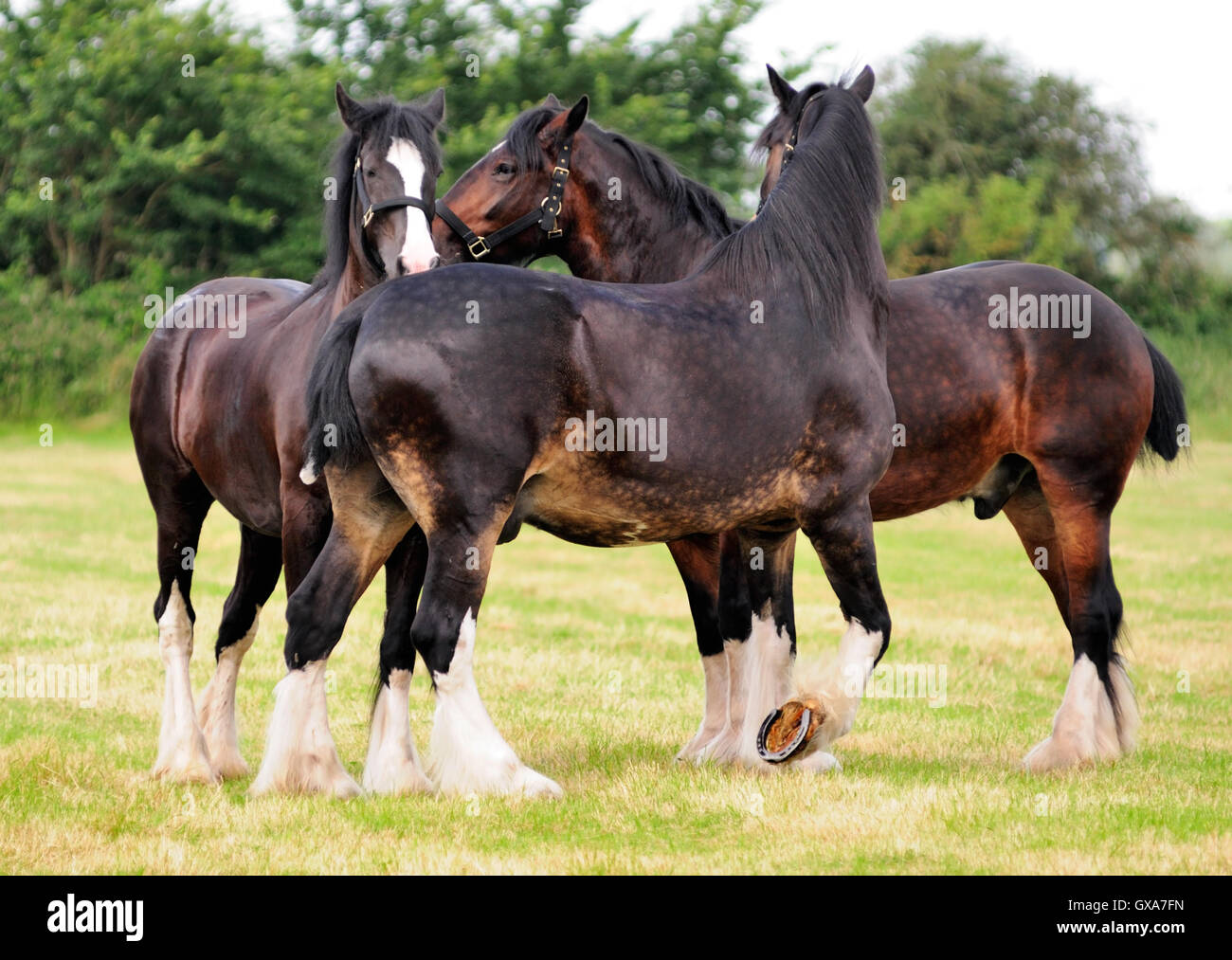 Shire horses grooming each other. Stock Photo