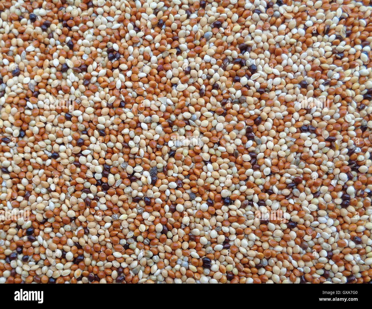 Raw Millet Closeup for Background, Texture, Uncooked Stock Photo Alamy