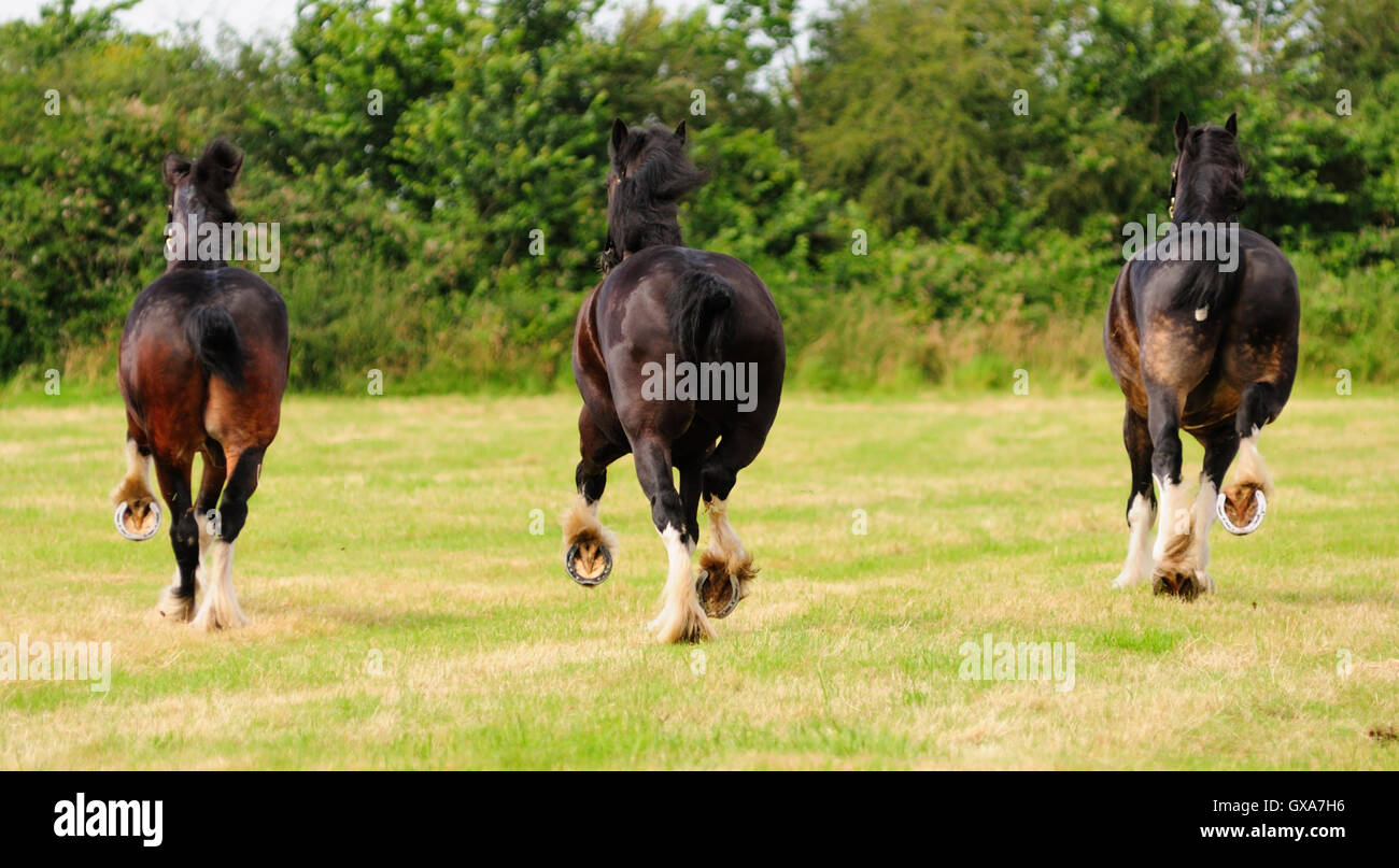 Kicking up their hoofs. Three shire horses running around a field. Stock Photo