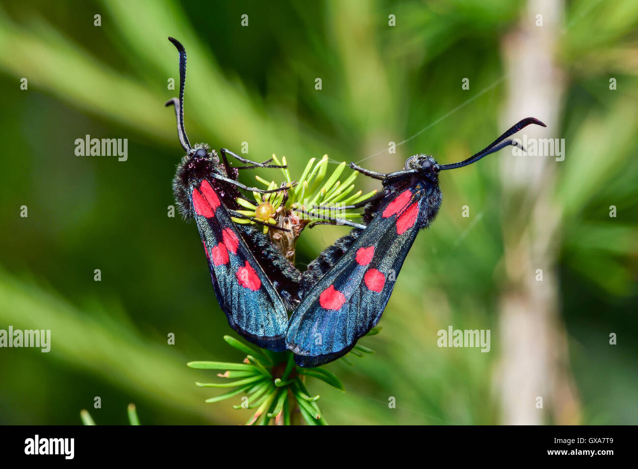 Slender Scotch Burnet Stock Photo