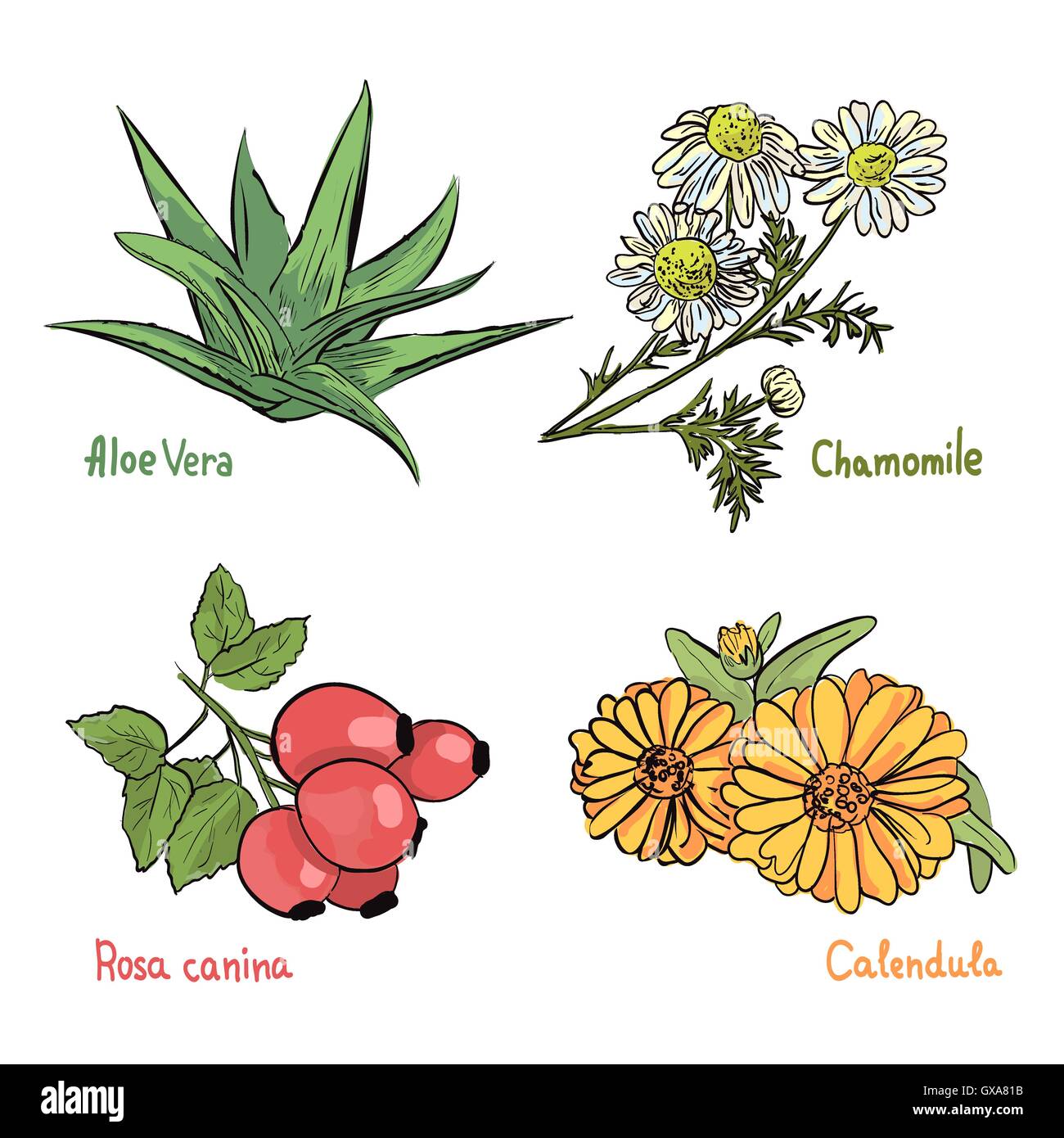 Hand drawn collection of medicinal plants and herbs on the white background. Aloe, Chamomile, Calendula and Brier plants. Cosmet Stock Vector