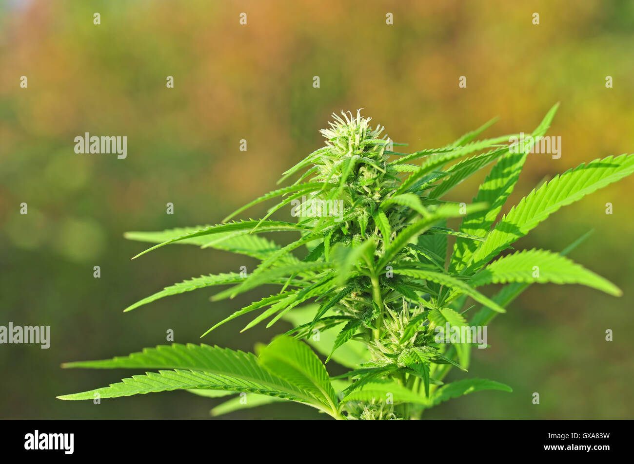 Cannabis plant at a flowering stage Stock Photo