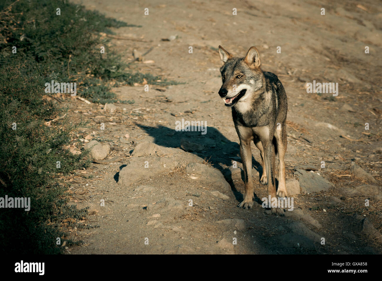 The Turkey The Wolf At Francis Manley Blog The Turkey The Wolf At Francis Manley Blog