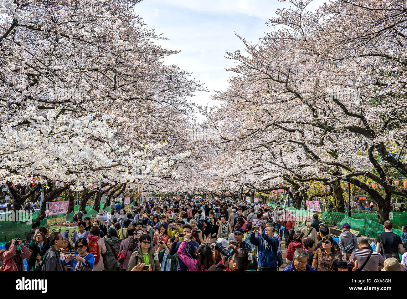 Japan, Honshu island, Kanto, Tokyo, Springtime or Hanami, looking at cherry flowers. Stock Photo