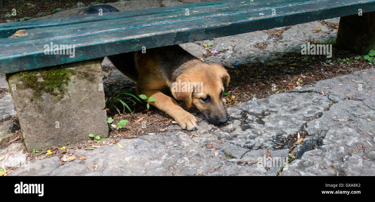 Dog lying under the bench Stock Photo