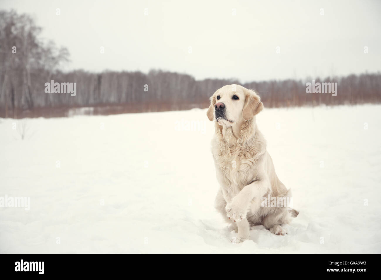 Labrador retriever in the winter Stock Photo Alamy