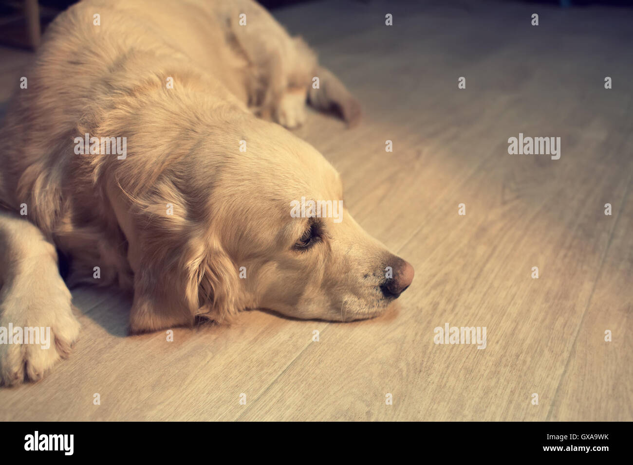 dog lying on the floor Stock Photo Alamy