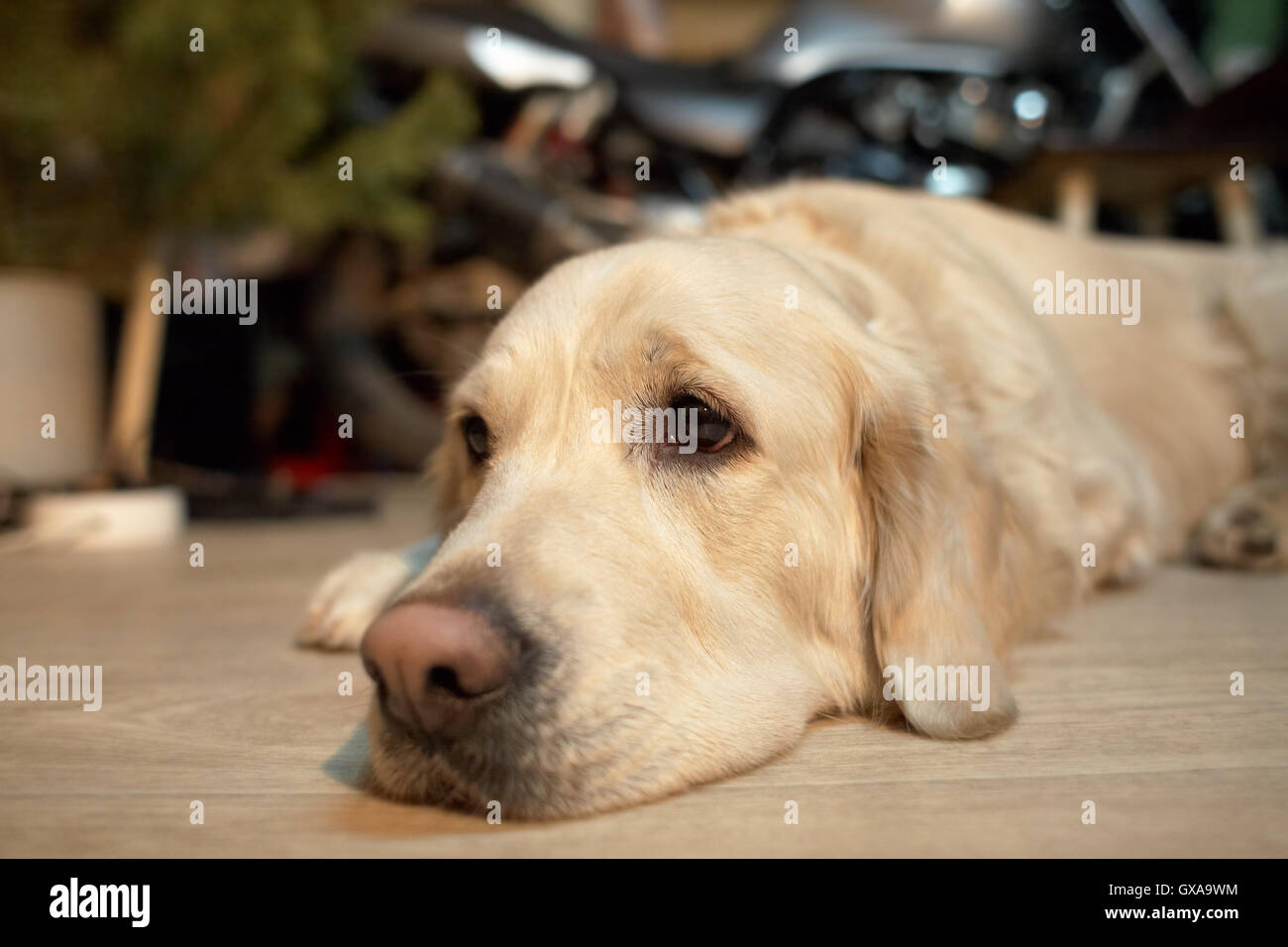 dog lying on the floor Stock Photo Alamy