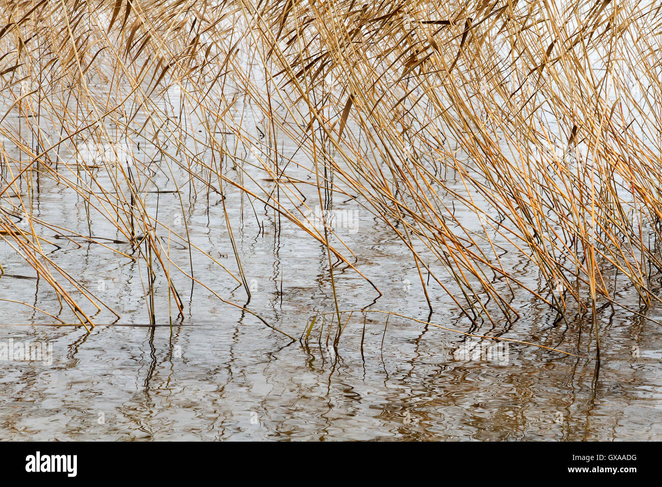 Abstract seasonal autumn background: dry plant / reed / reeds bush forming a geometric pattern along with reflections Stock Photo