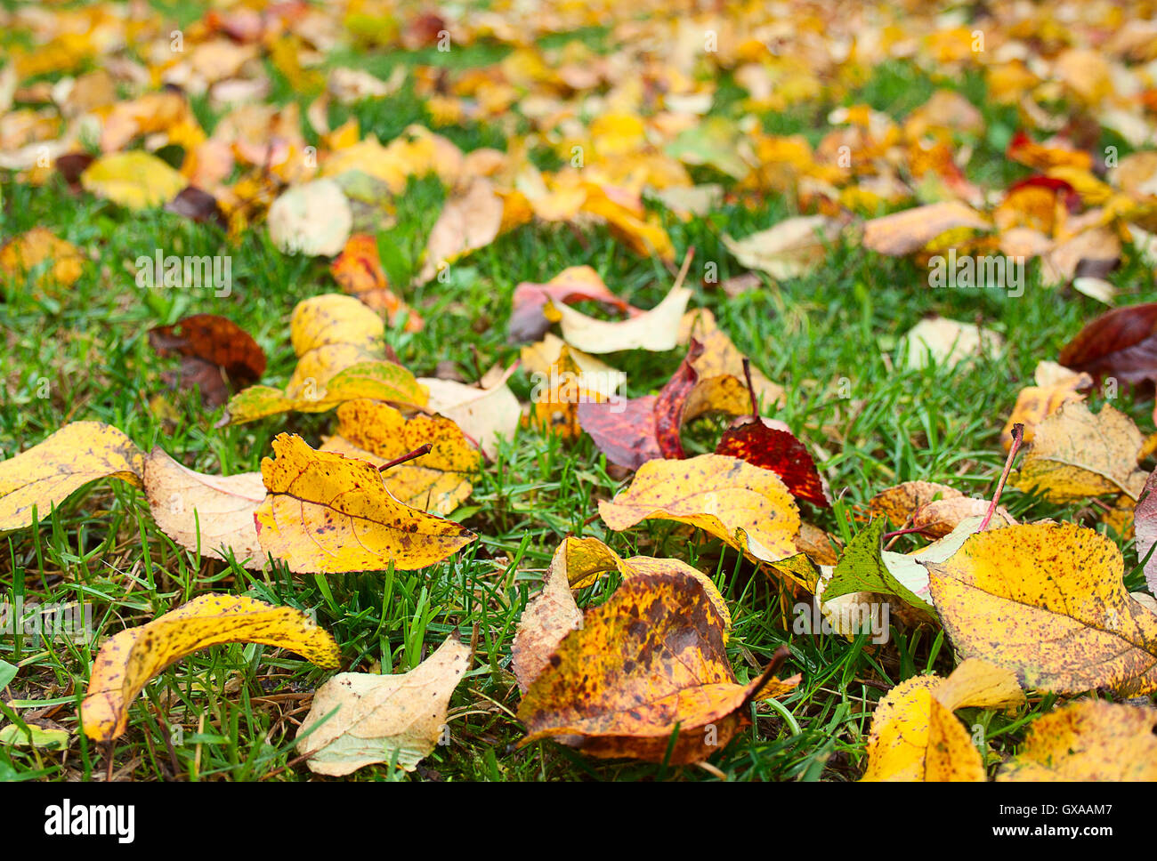 Autumn seasonal nature background (backdrop) pattern: yellow apple tree foliage (leaves) on the ground covered by green grass. Stock Photo
