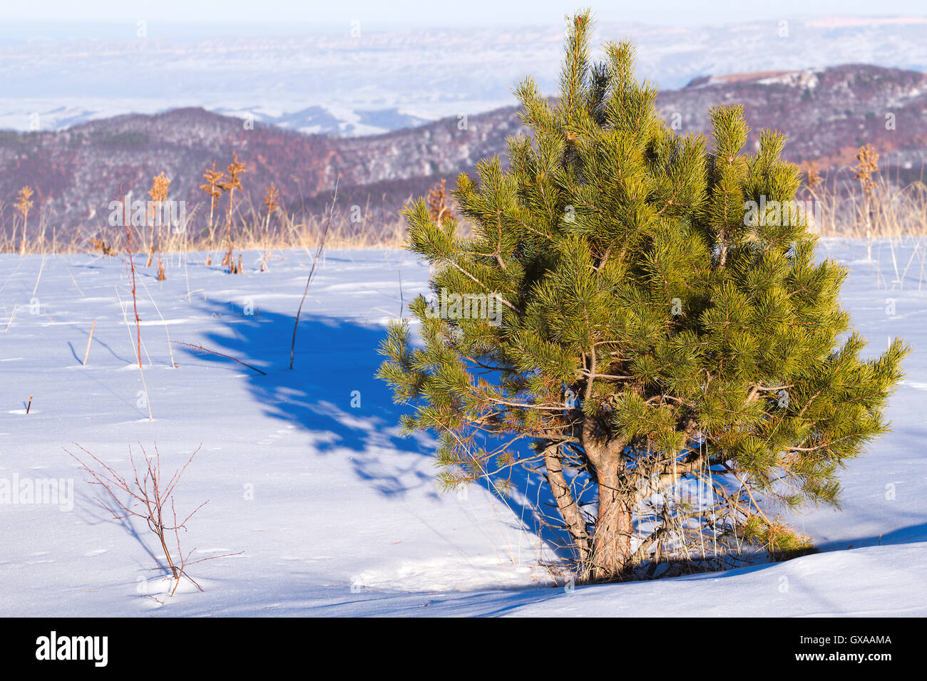 Little young lone pine tree on the mountain descent covered by snow ny a sunny winter day. Stock Photo