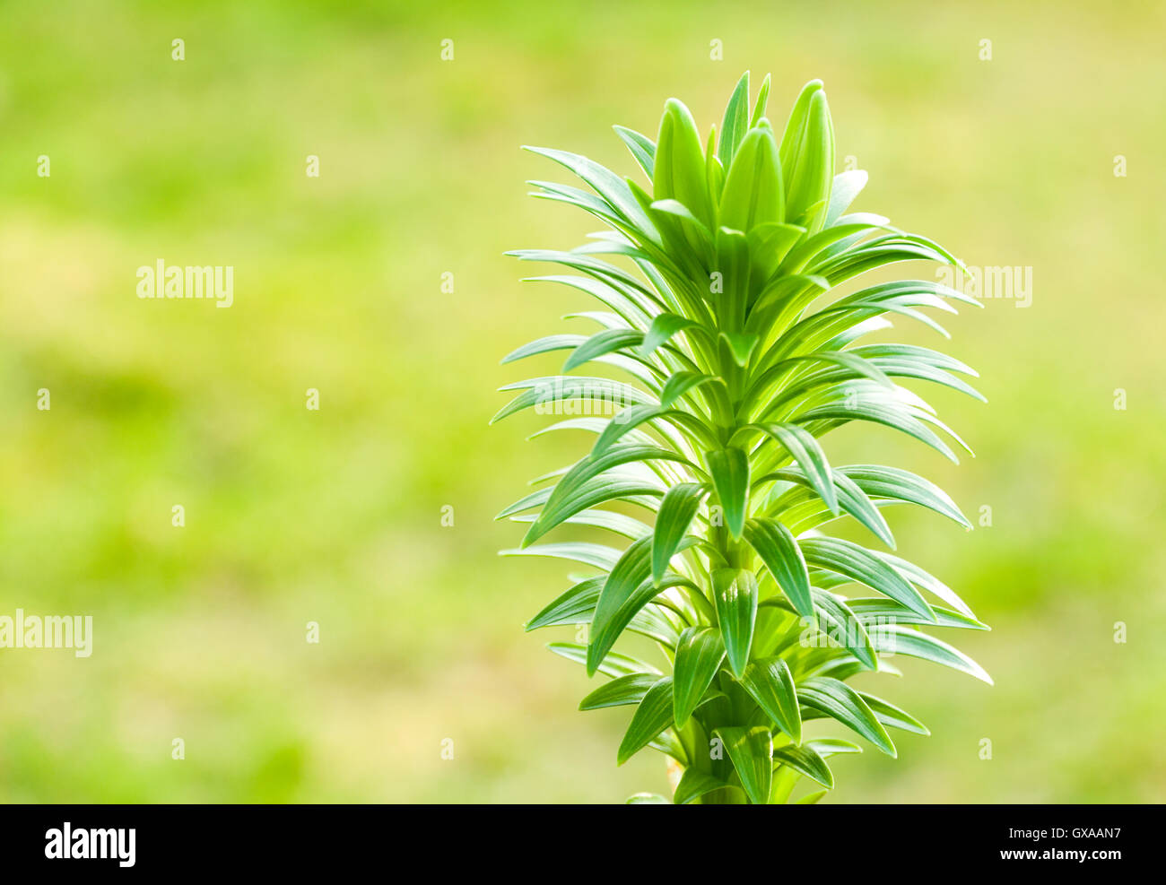 Botanic gardening nature image: young spring sprout of white lily (lilium) with three flowers buds closeup Stock Photo