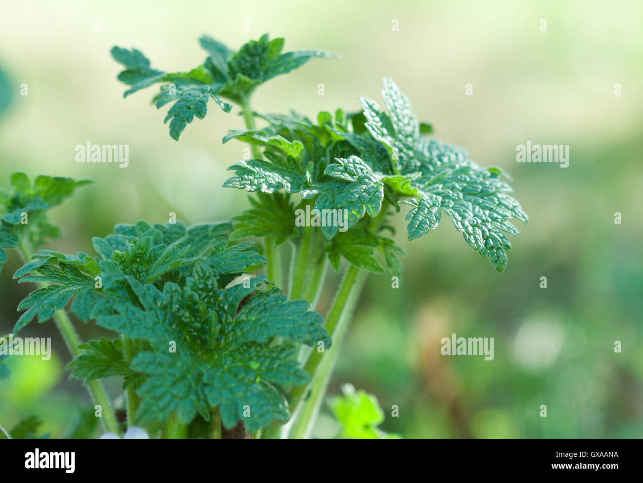Botanic gardening nature image: greater celandine (tetterwort, sanguinaria canadensis, nipplewort, swallowwort, Stock Photo