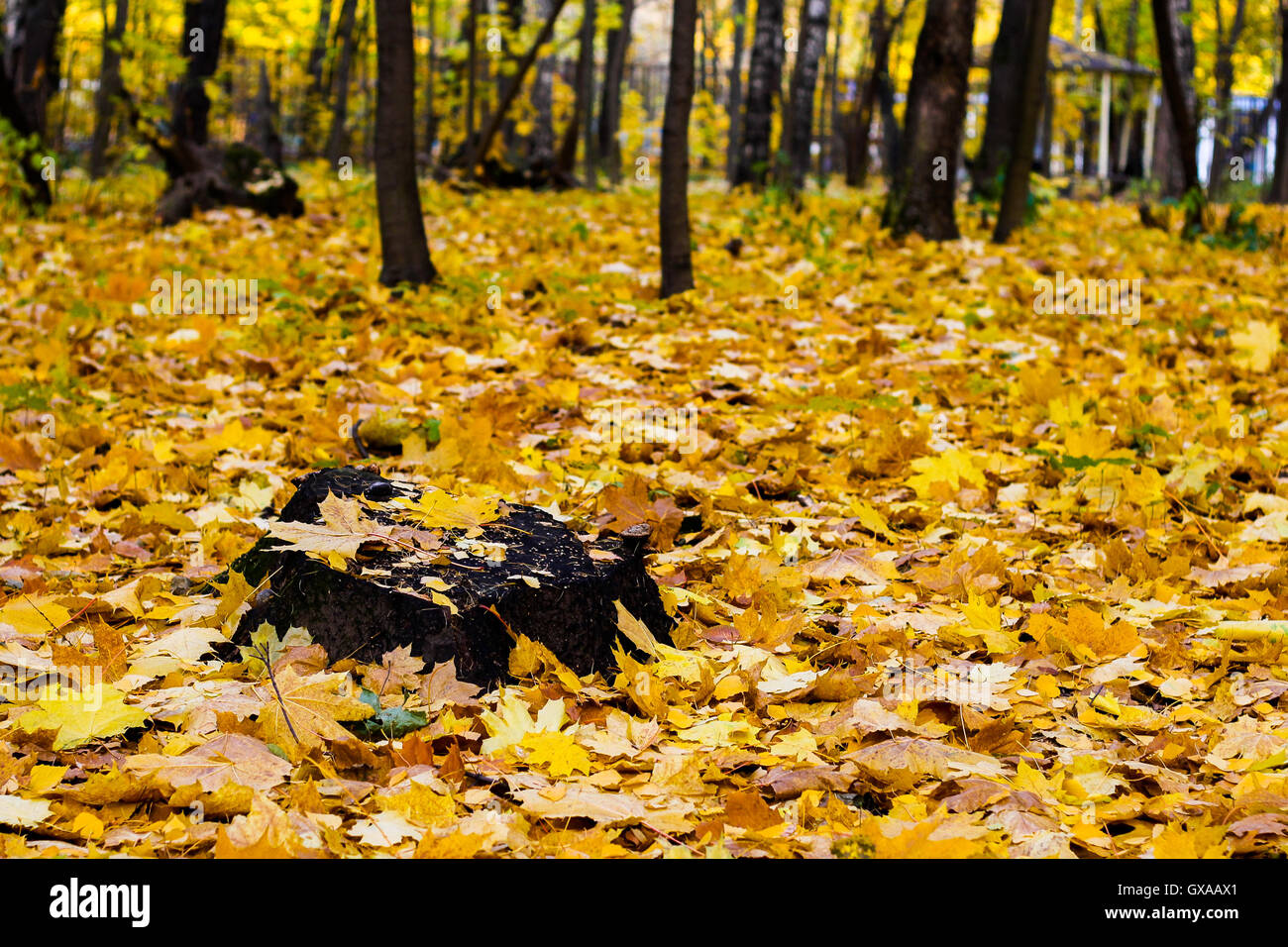 forest autumn Sunny Stock Photo - Alamy