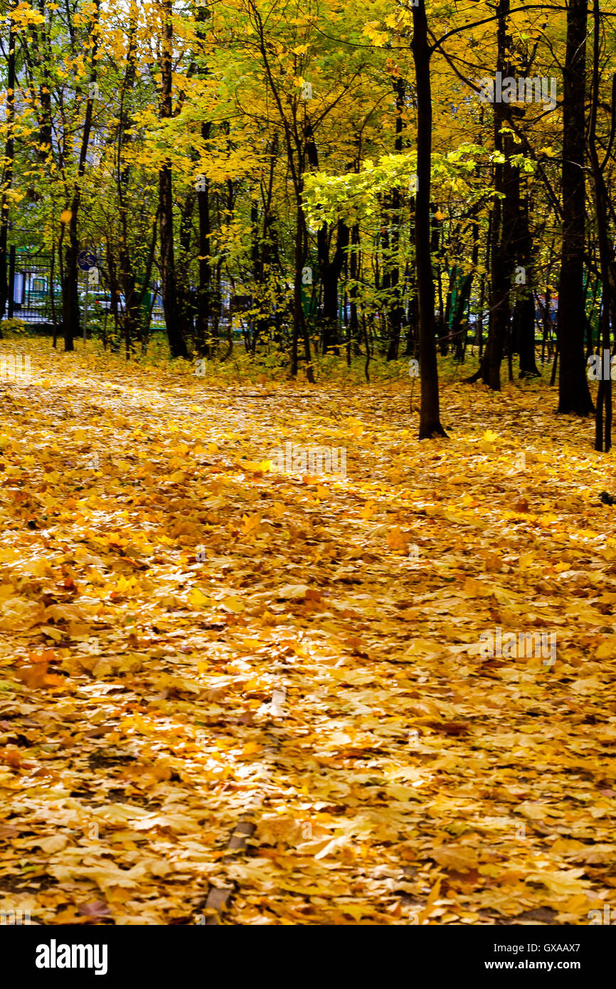forest autumn Sunny Stock Photo - Alamy