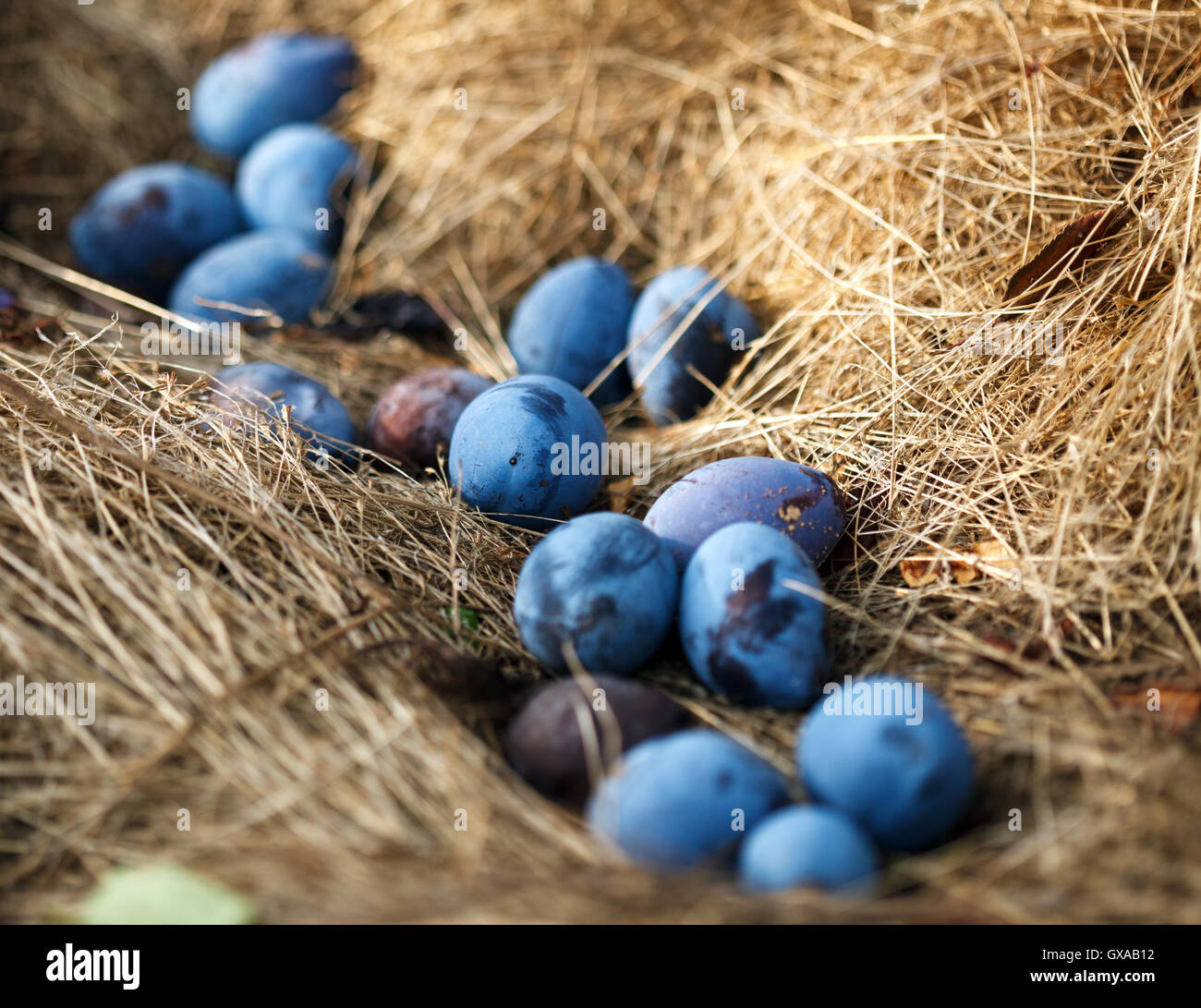 Fallen plums from the tree at harvest time Stock Photo Alamy