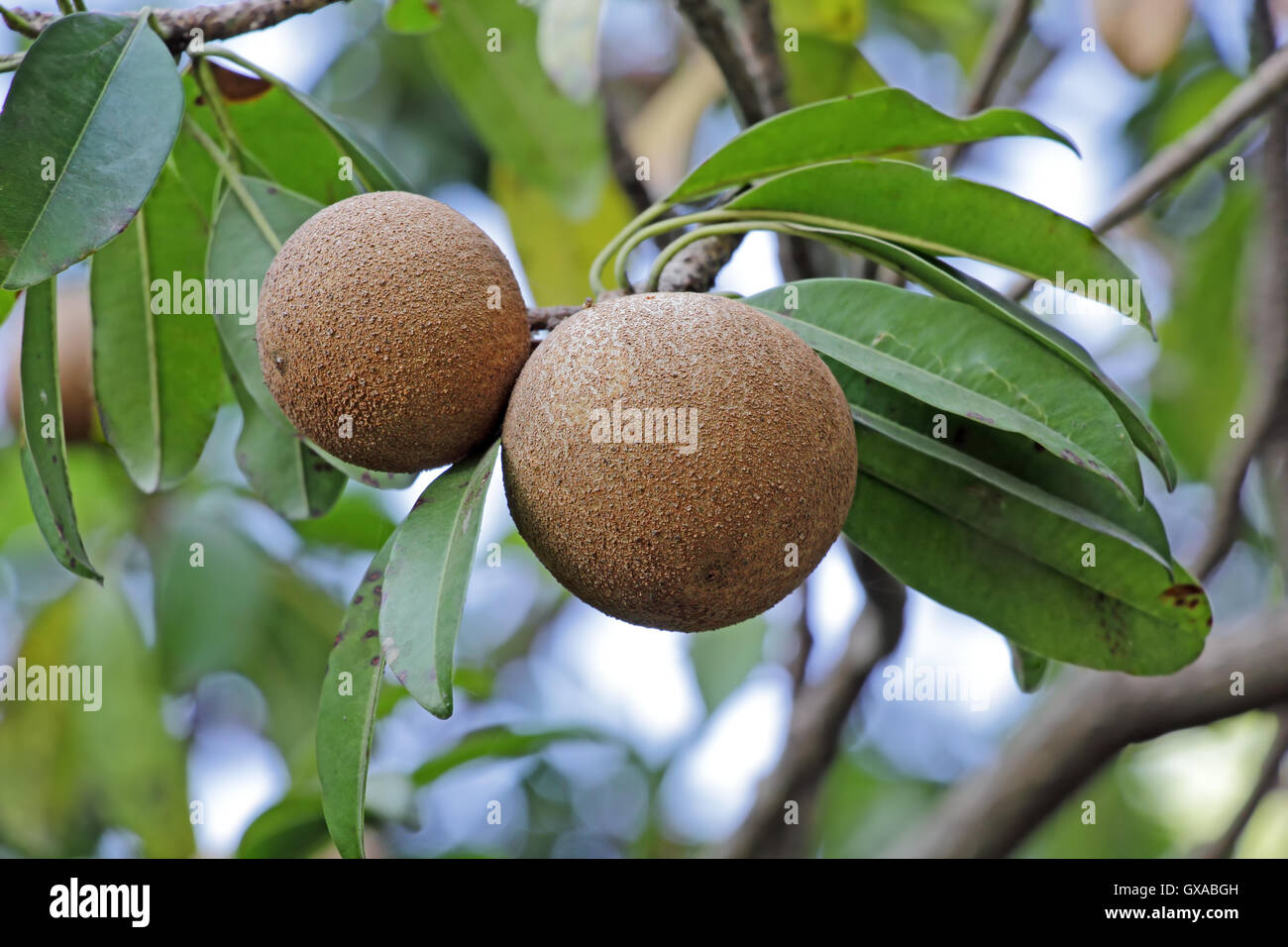 Ripening sapodilla, sapota, fruits, a tropical, evergreen tree fruit (berry) with exceptionally sweet and malty flavor. Stock Photo