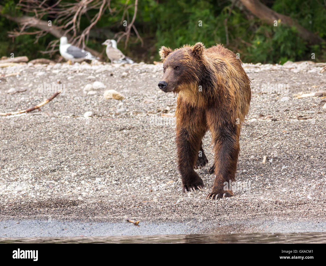Brown bear on the shore of Kurile Lake. Stock Photo
