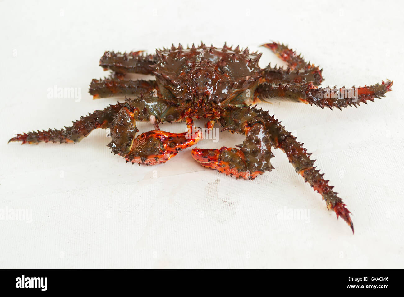 Kamchatka crab hi-res stock photography and images - Alamy