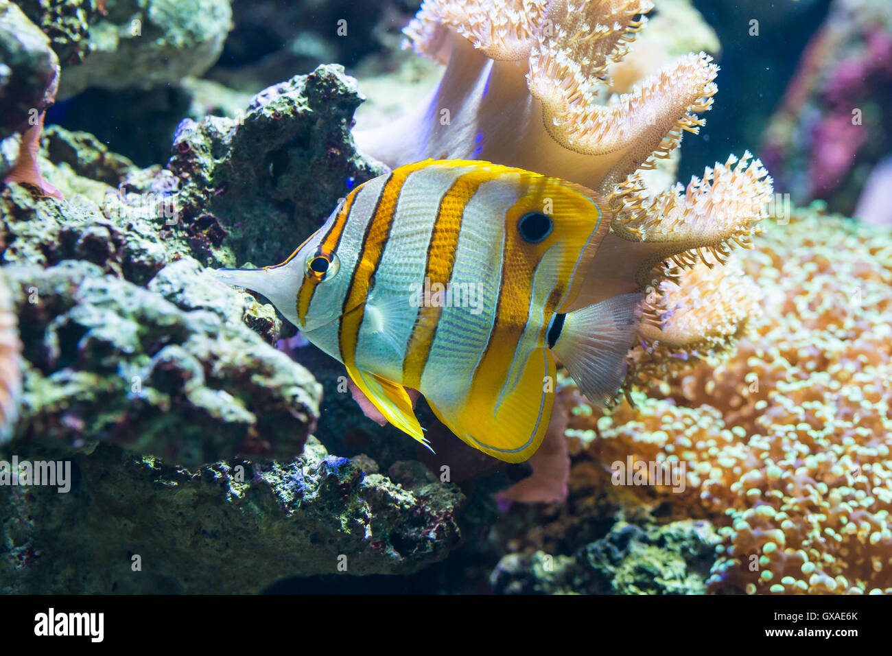 Chelmon rostratus (Copperband Butterflyfish) - colorful sea fish Stock Photo