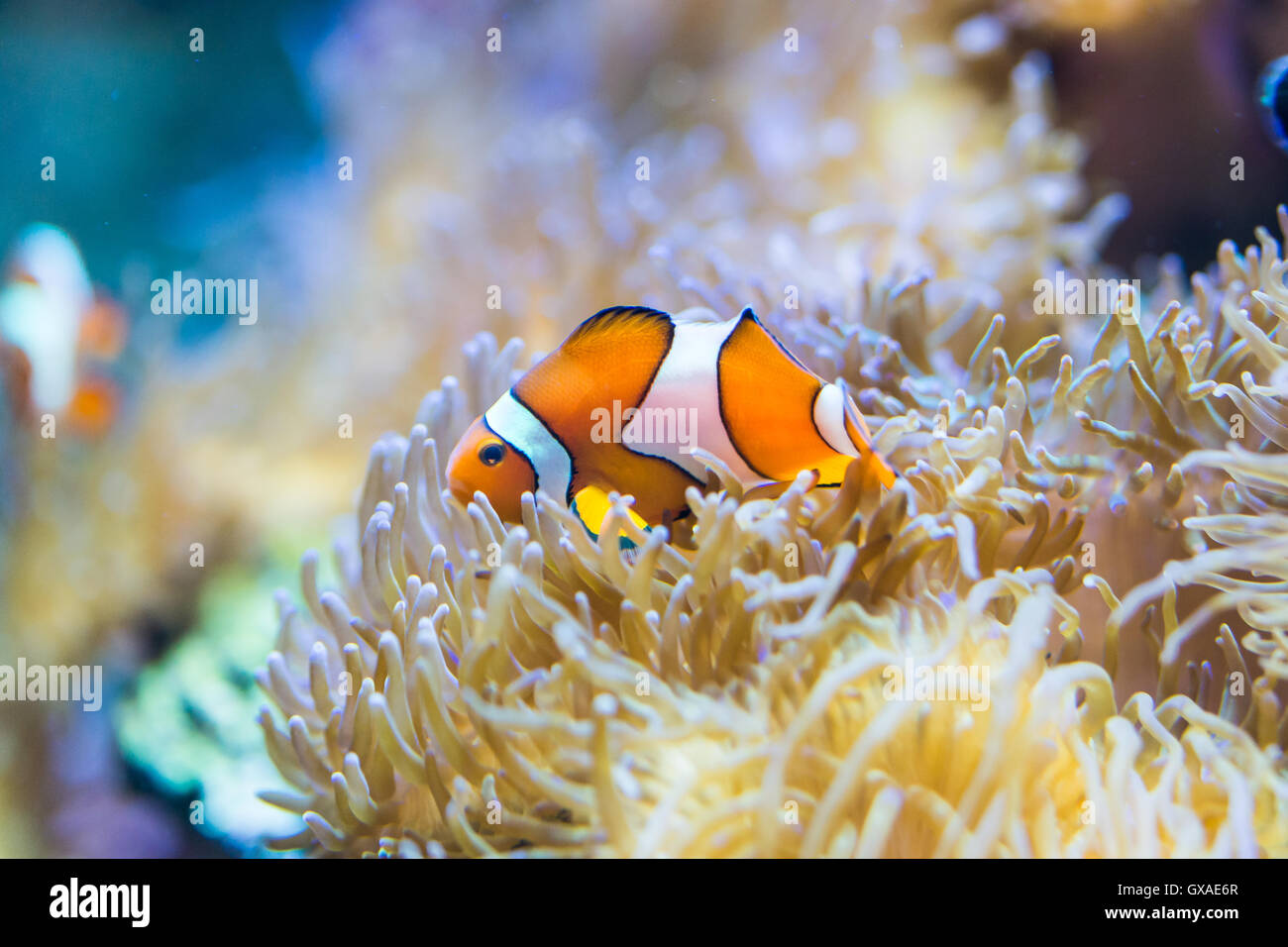 Amphiprion ocellaris - clownfish - saltwater fish Stock Photo
