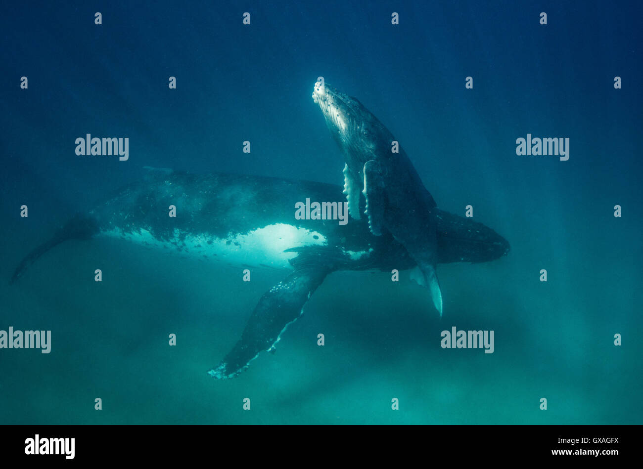 Humpback whale underwater hi-res stock photography and images - Alamy